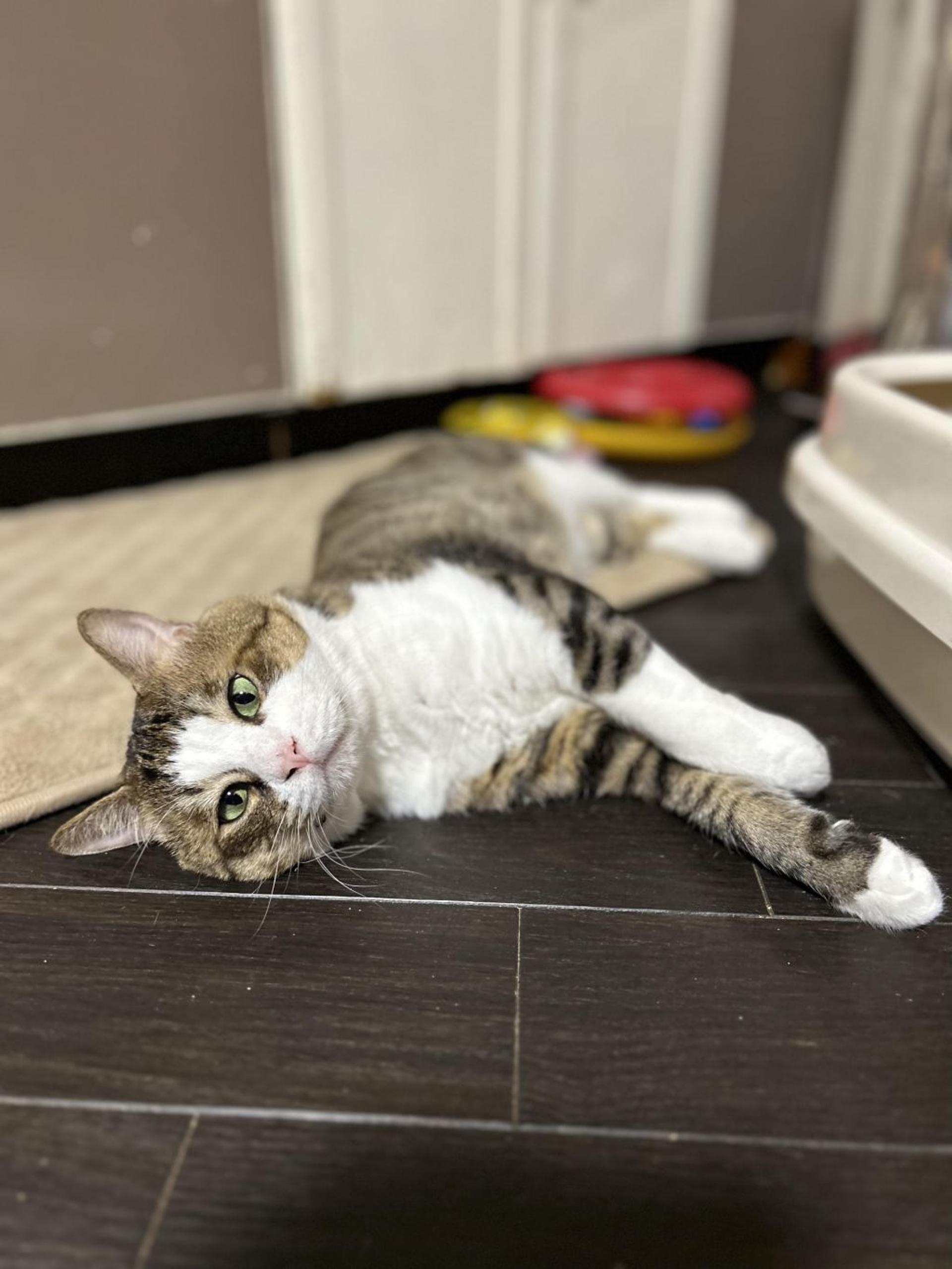 pet-image-9