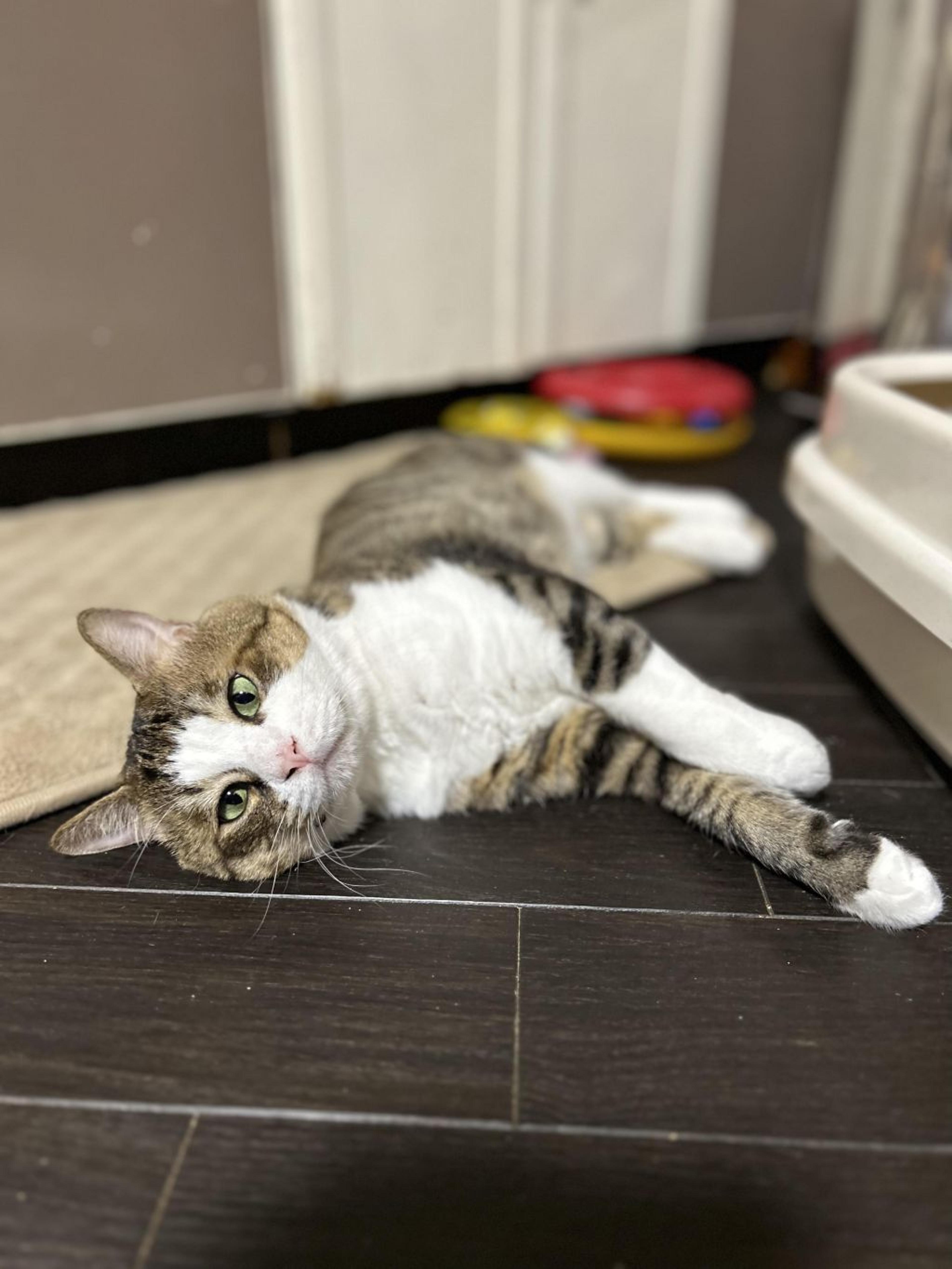 pet-image-9
