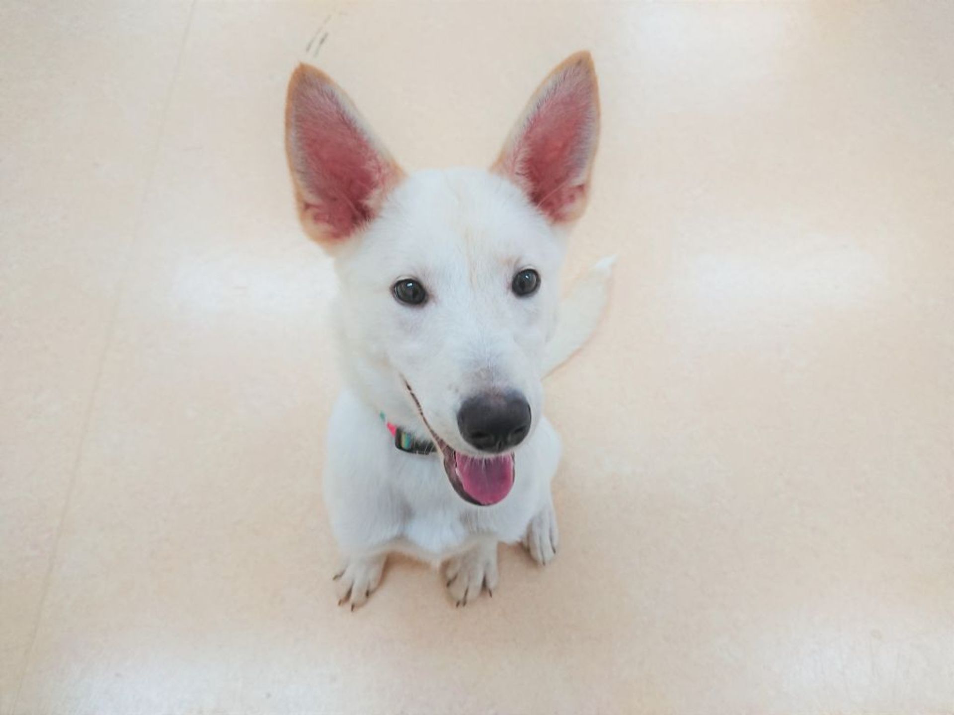 雑種（ミックス犬）・メスの里親募集の写真