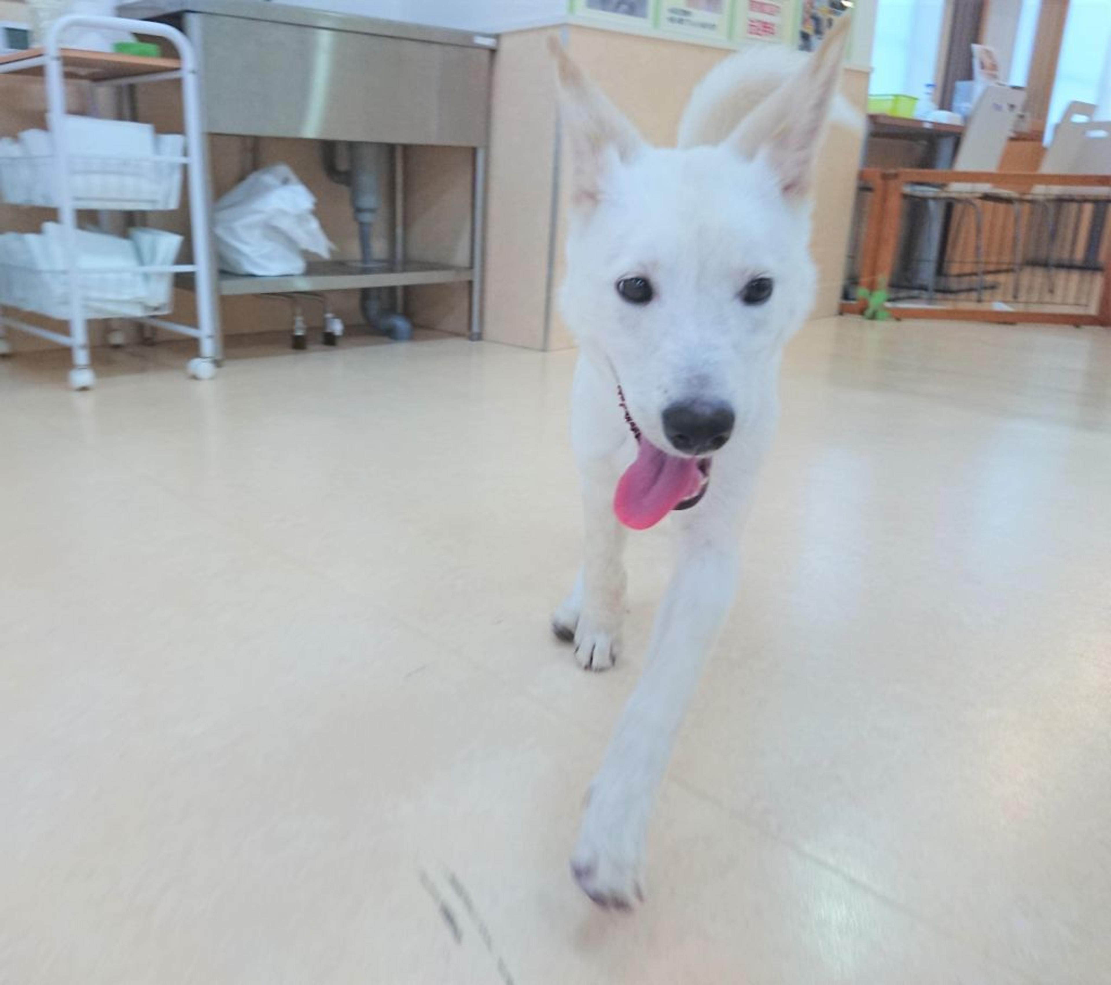 pet-image-4
