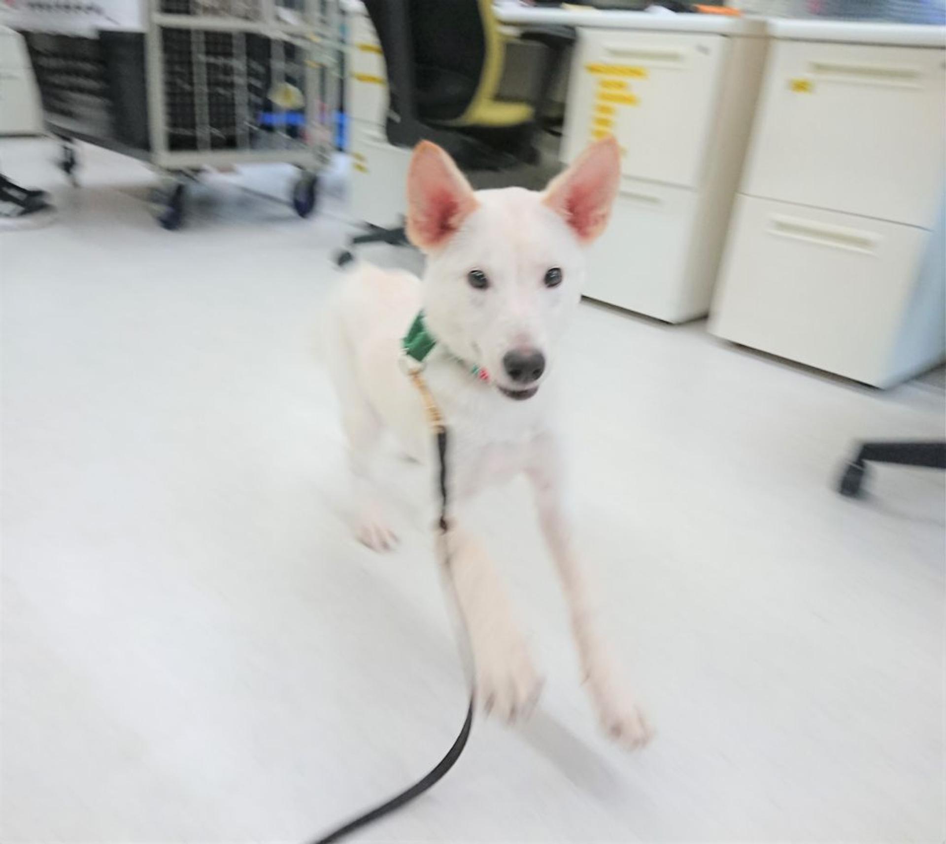 pet-image-5