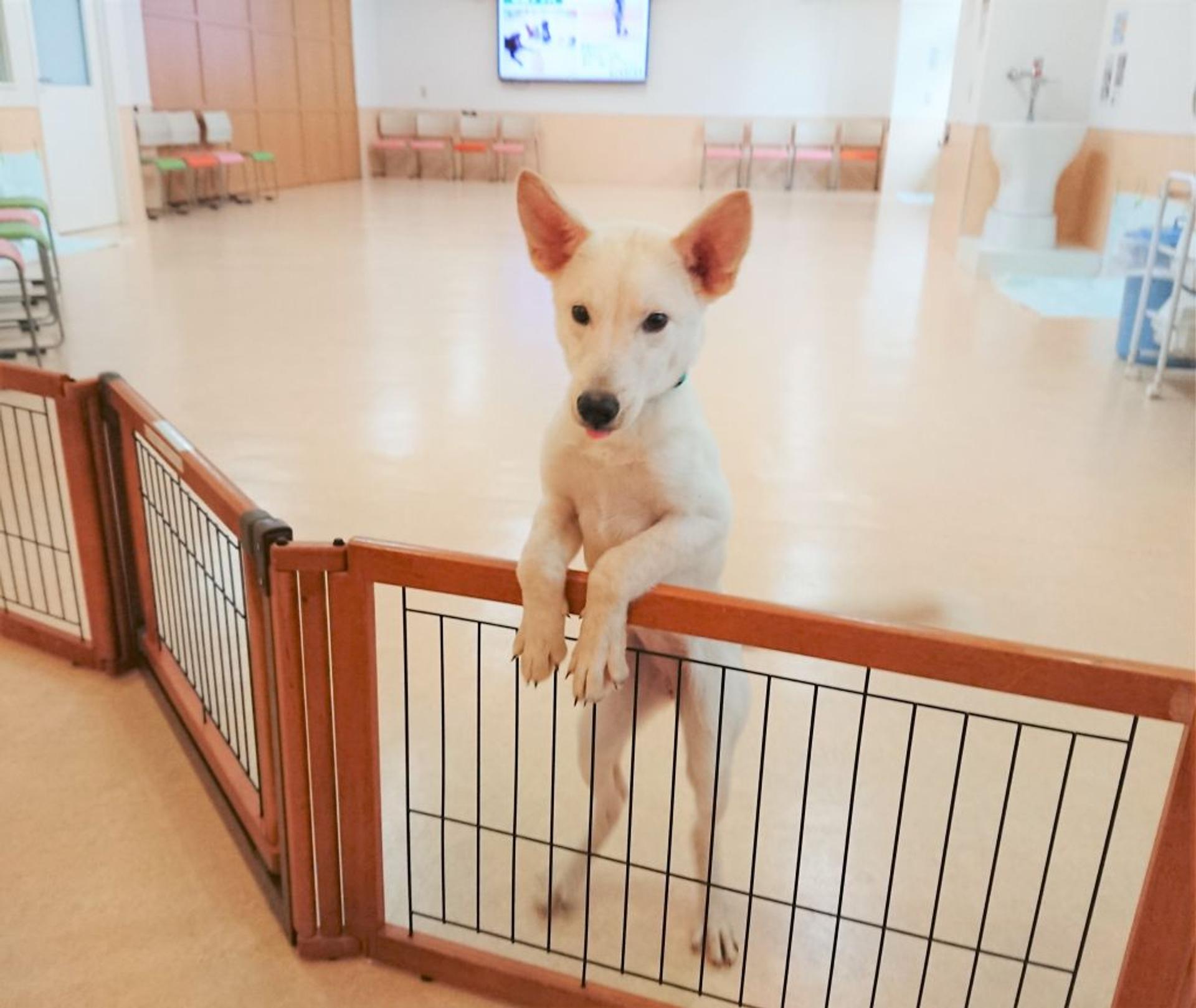 pet-image-6