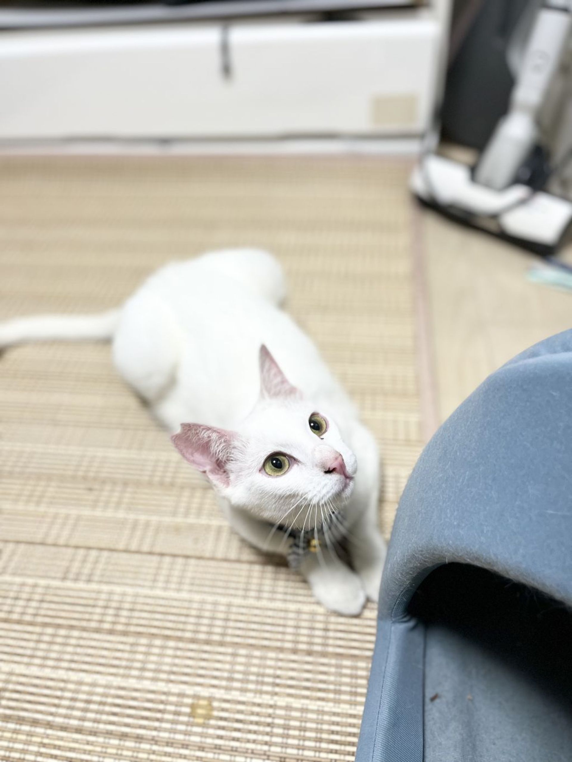 雑種（ミックス猫）・オスの里親募集の写真