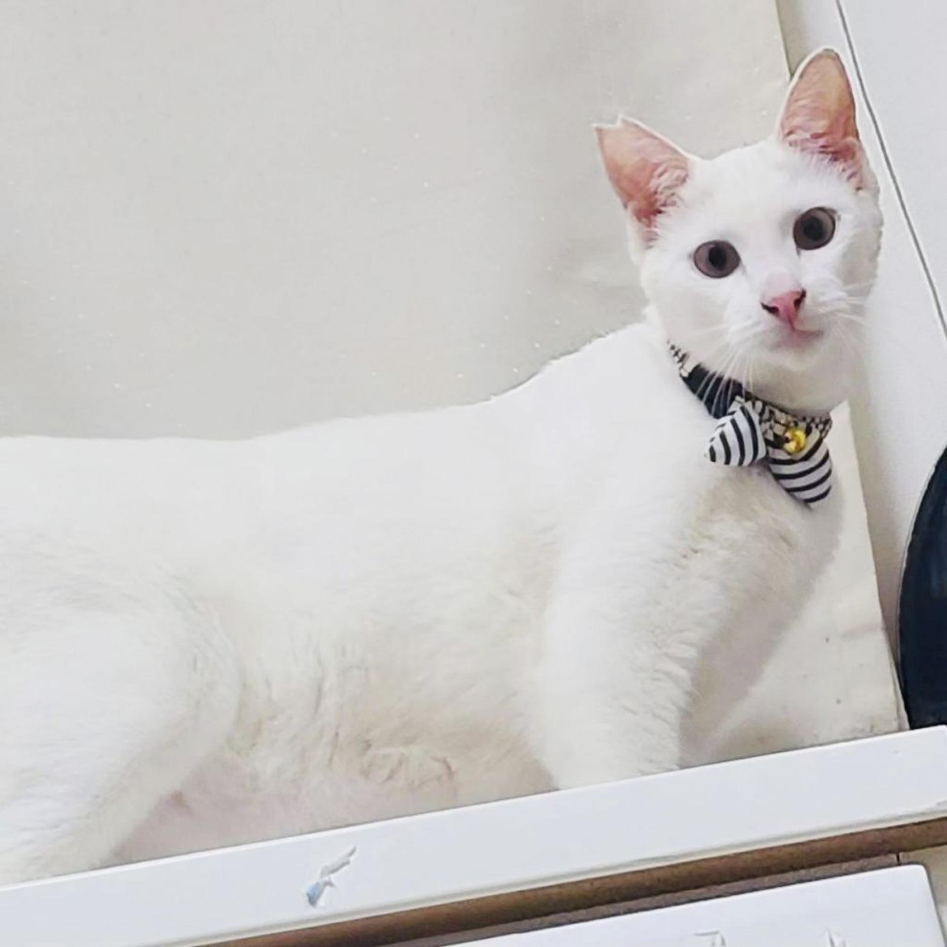 pet-image-2