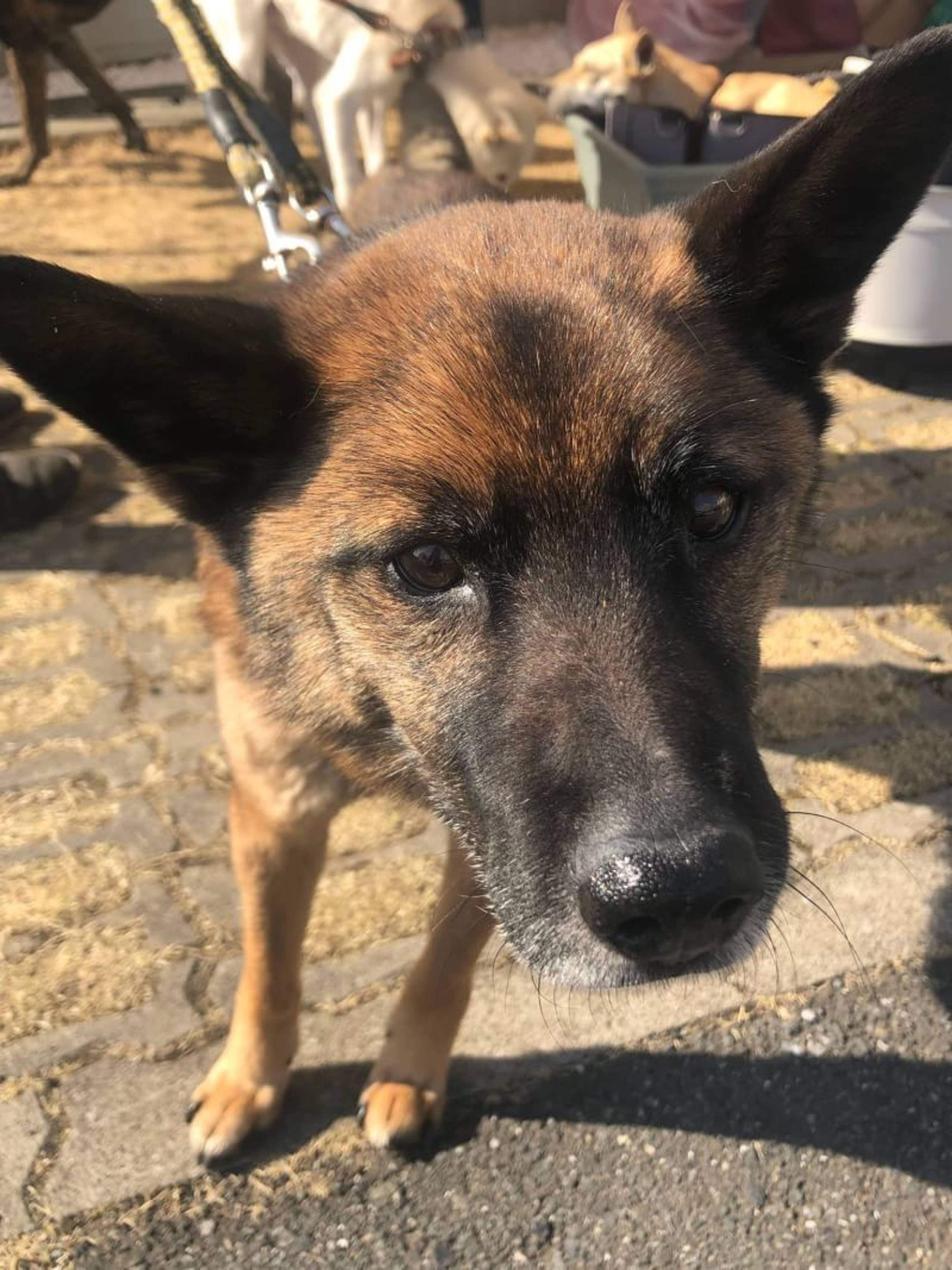 雑種（ミックス犬）・オスの里親募集の写真