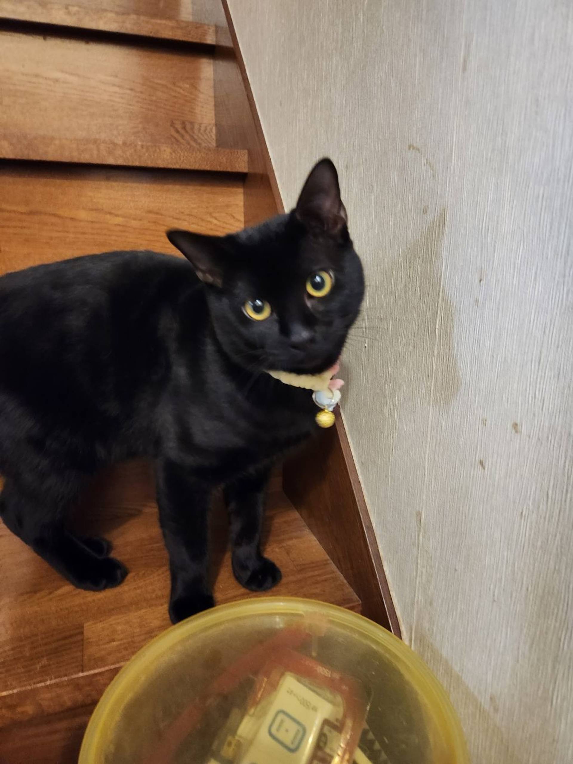 雑種（ミックス猫）・オスの里親募集の写真