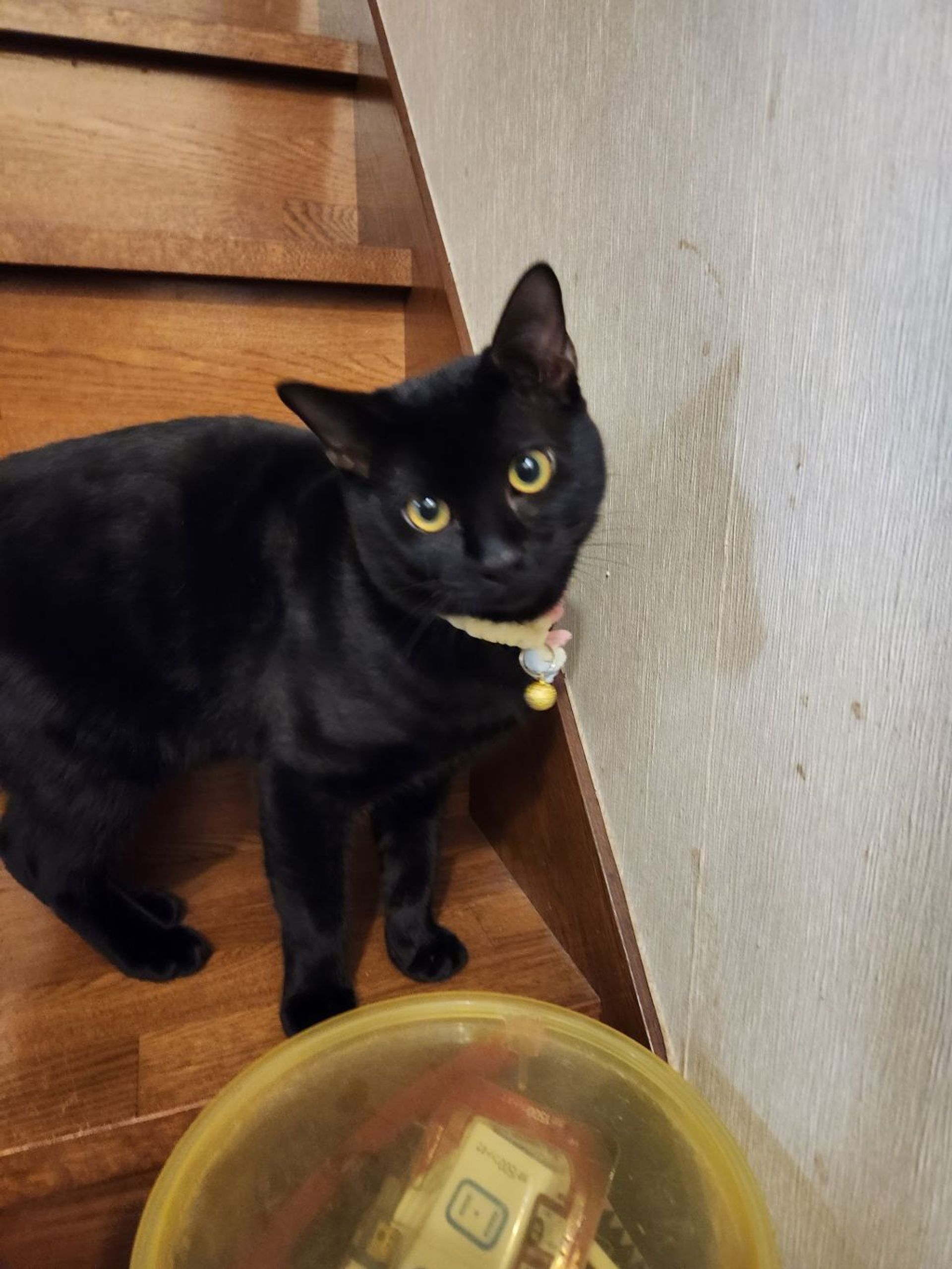 雑種（ミックス猫）・オスの里親募集の写真