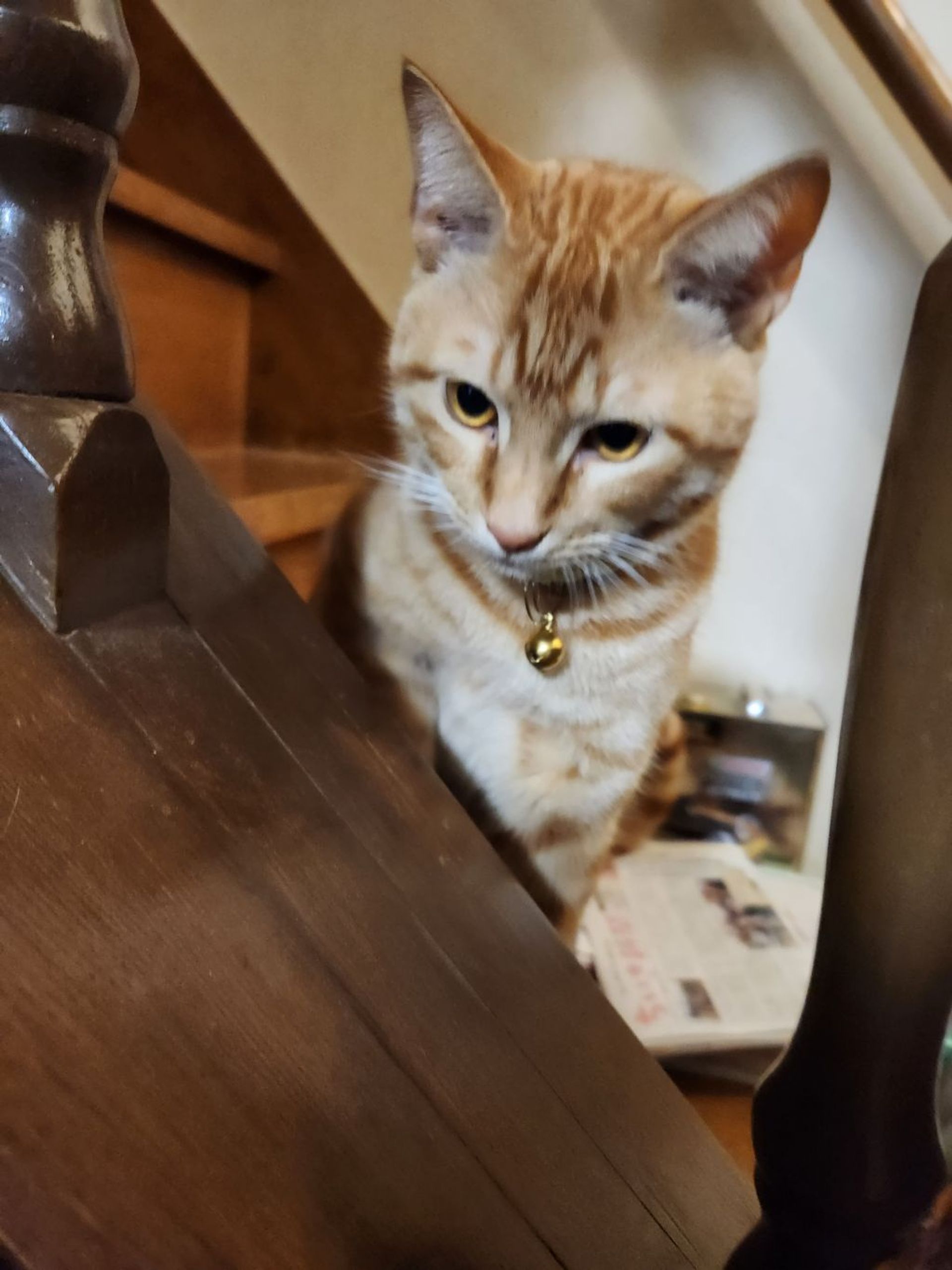 雑種（ミックス猫）・オスの里親募集の写真