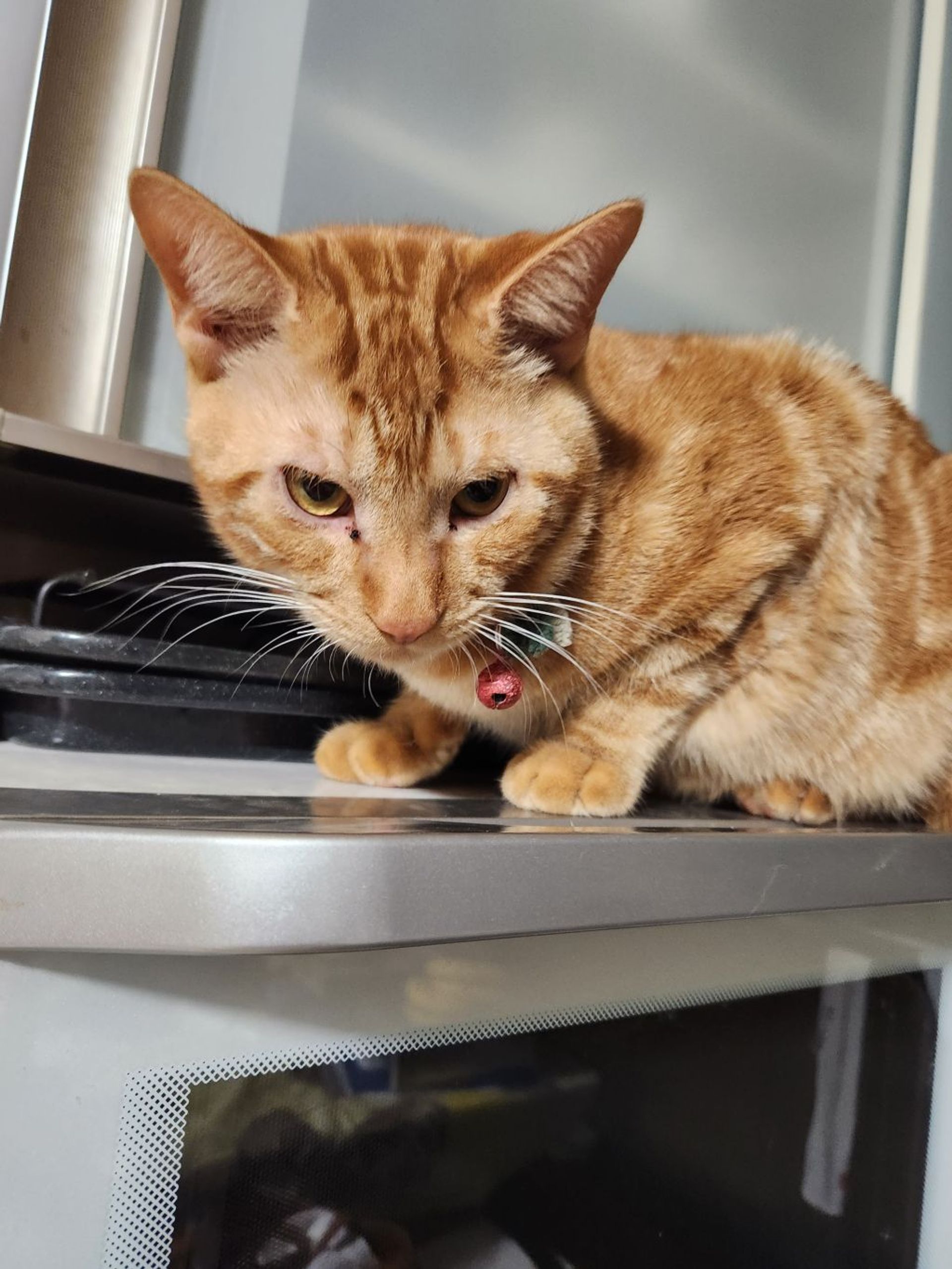 雑種（ミックス猫）・オスの里親募集の写真