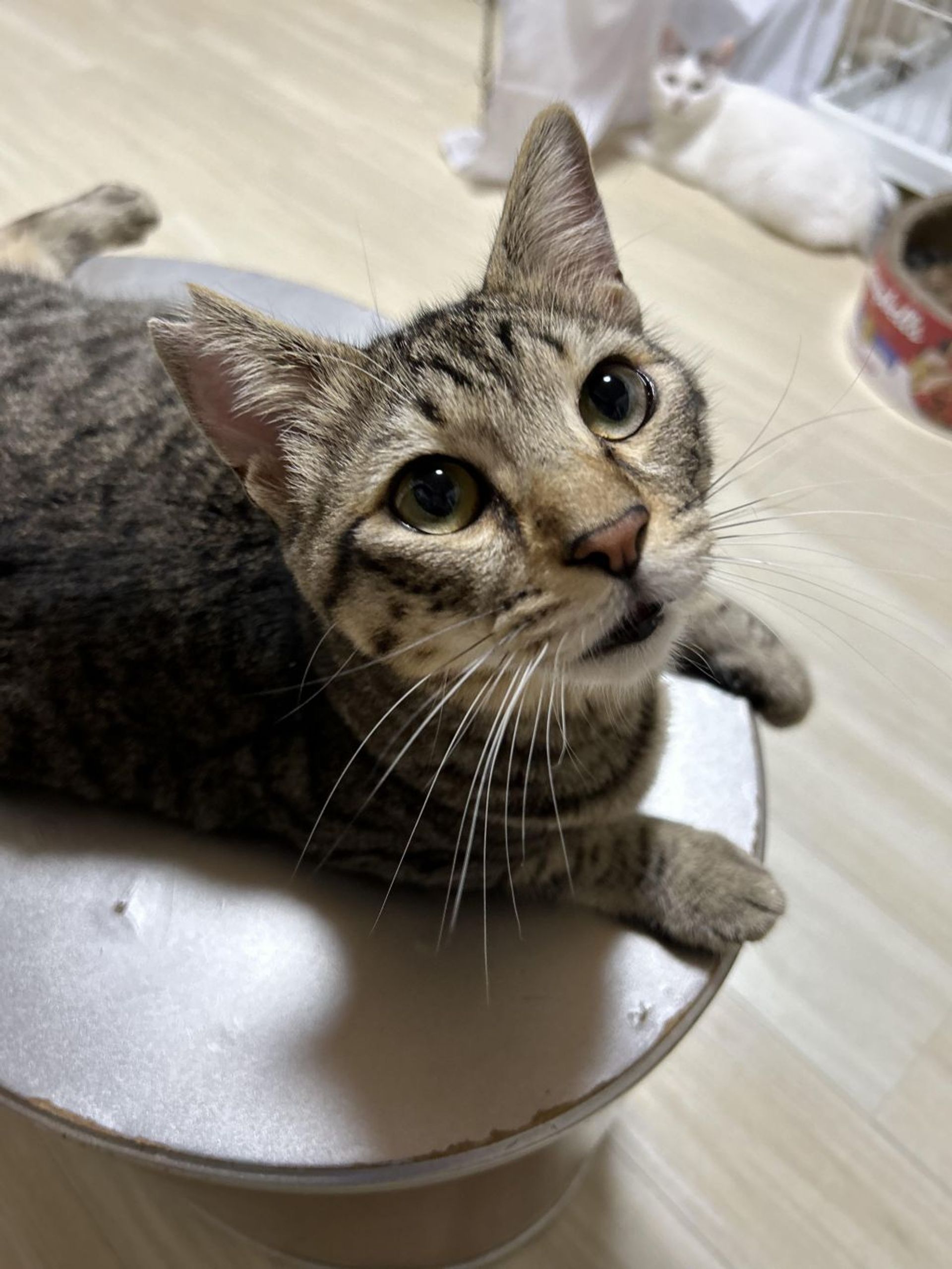 雑種（ミックス猫）・オスの里親募集の写真