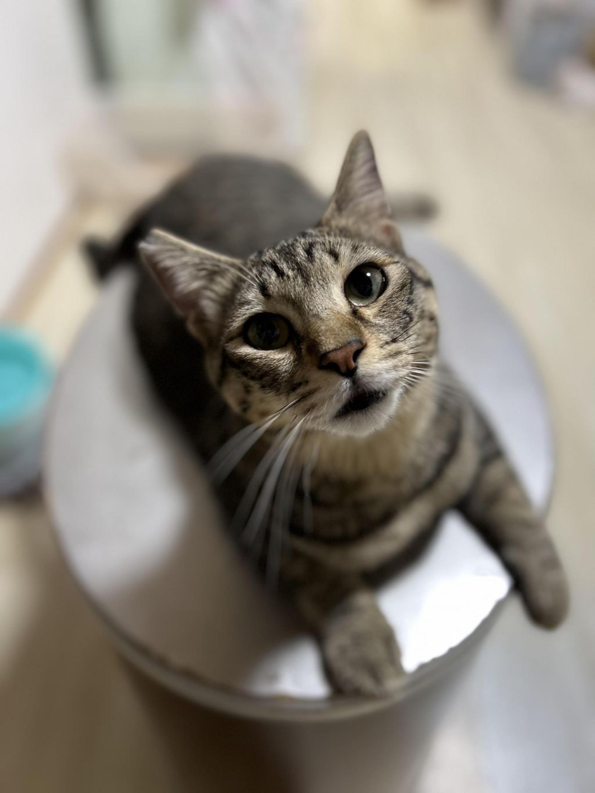 pet-image-5