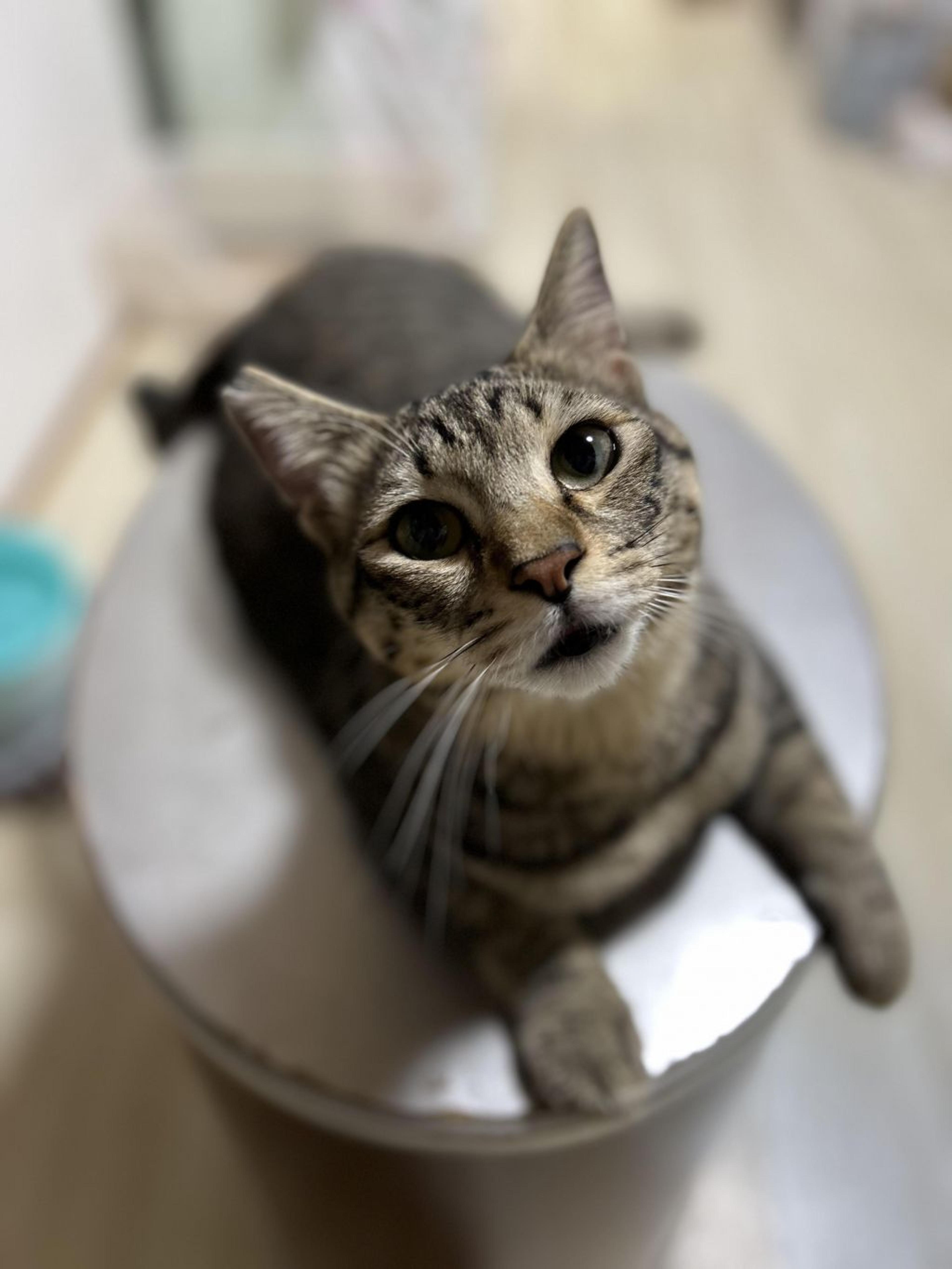 pet-image-5