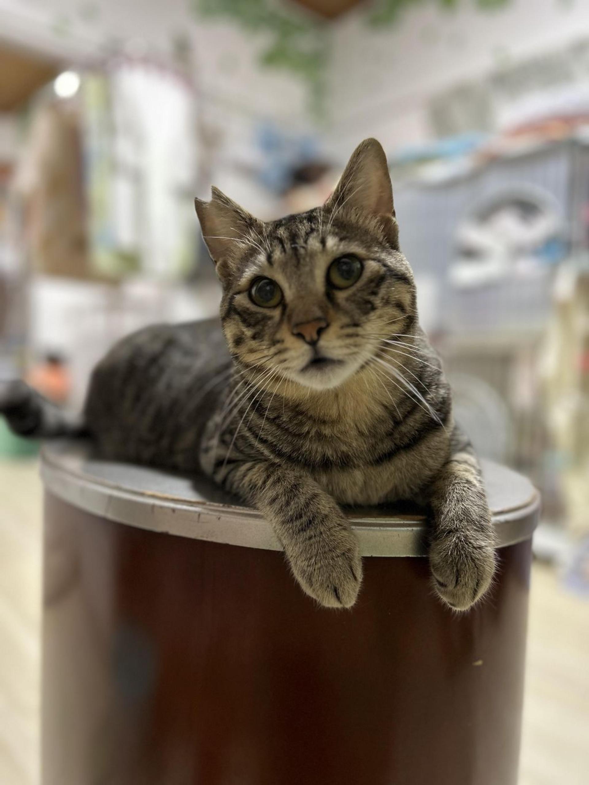 pet-image-6