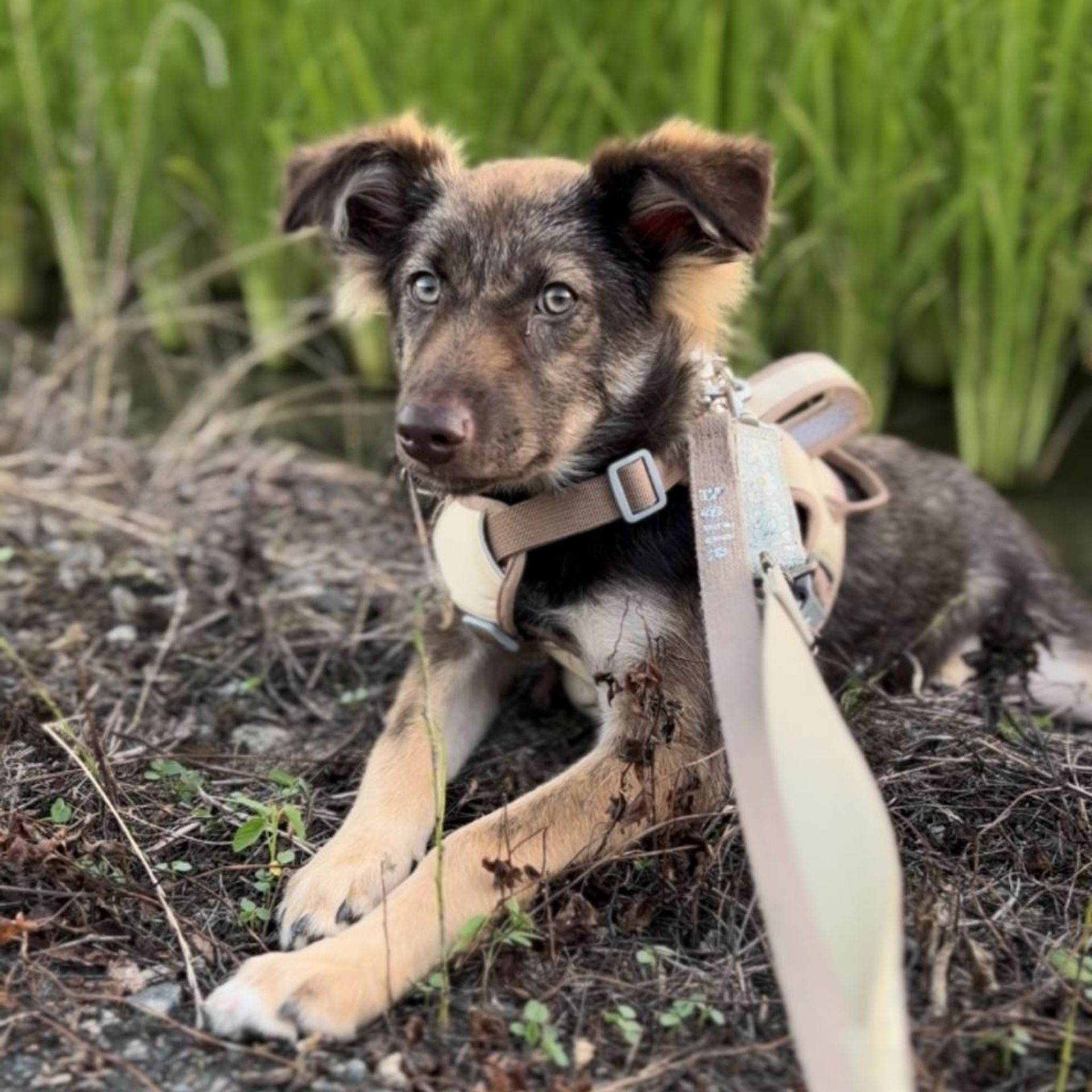 雑種（ミックス犬）・メスの里親募集の写真