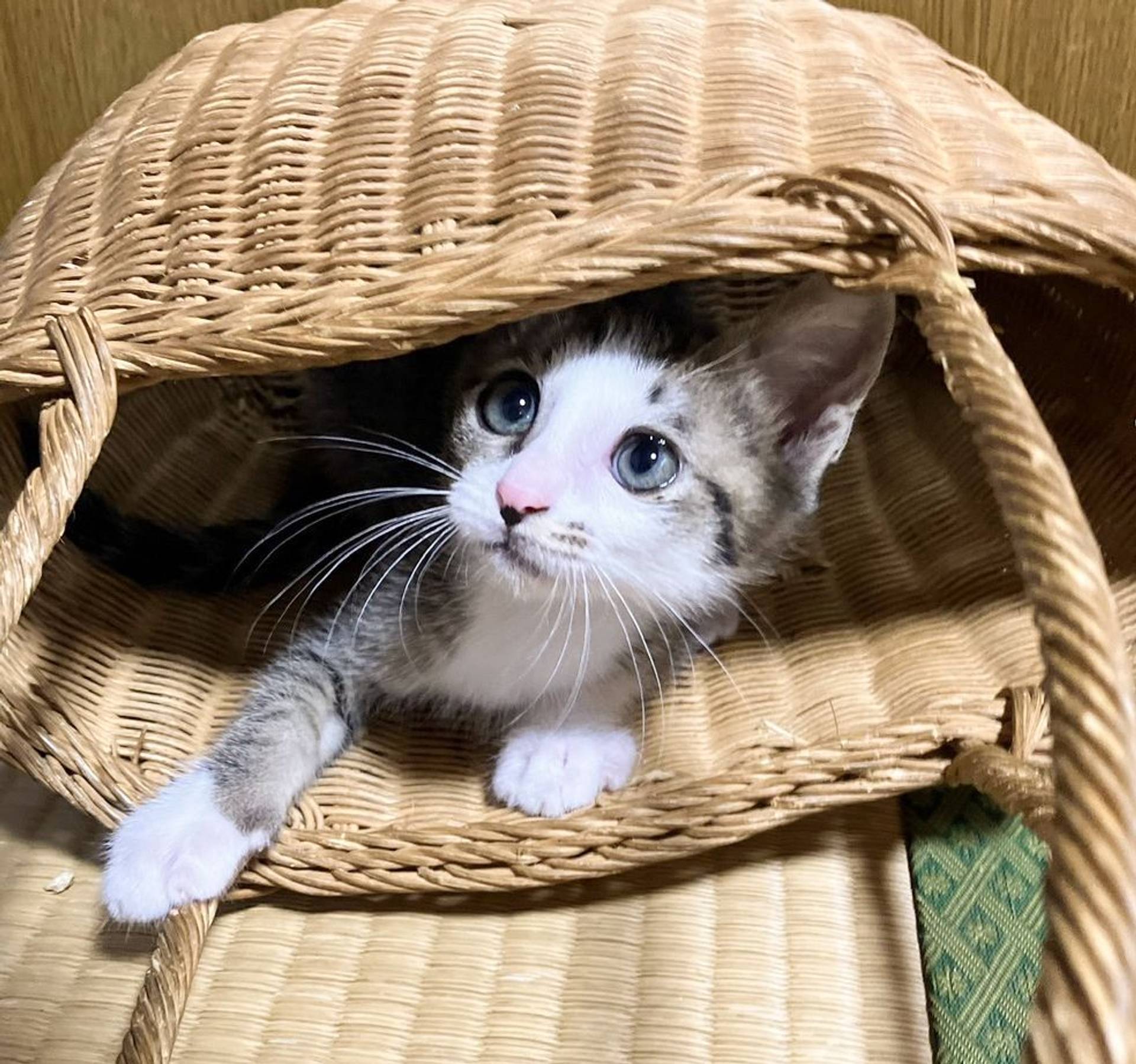 雑種（ミックス猫）・メスの里親募集の写真
