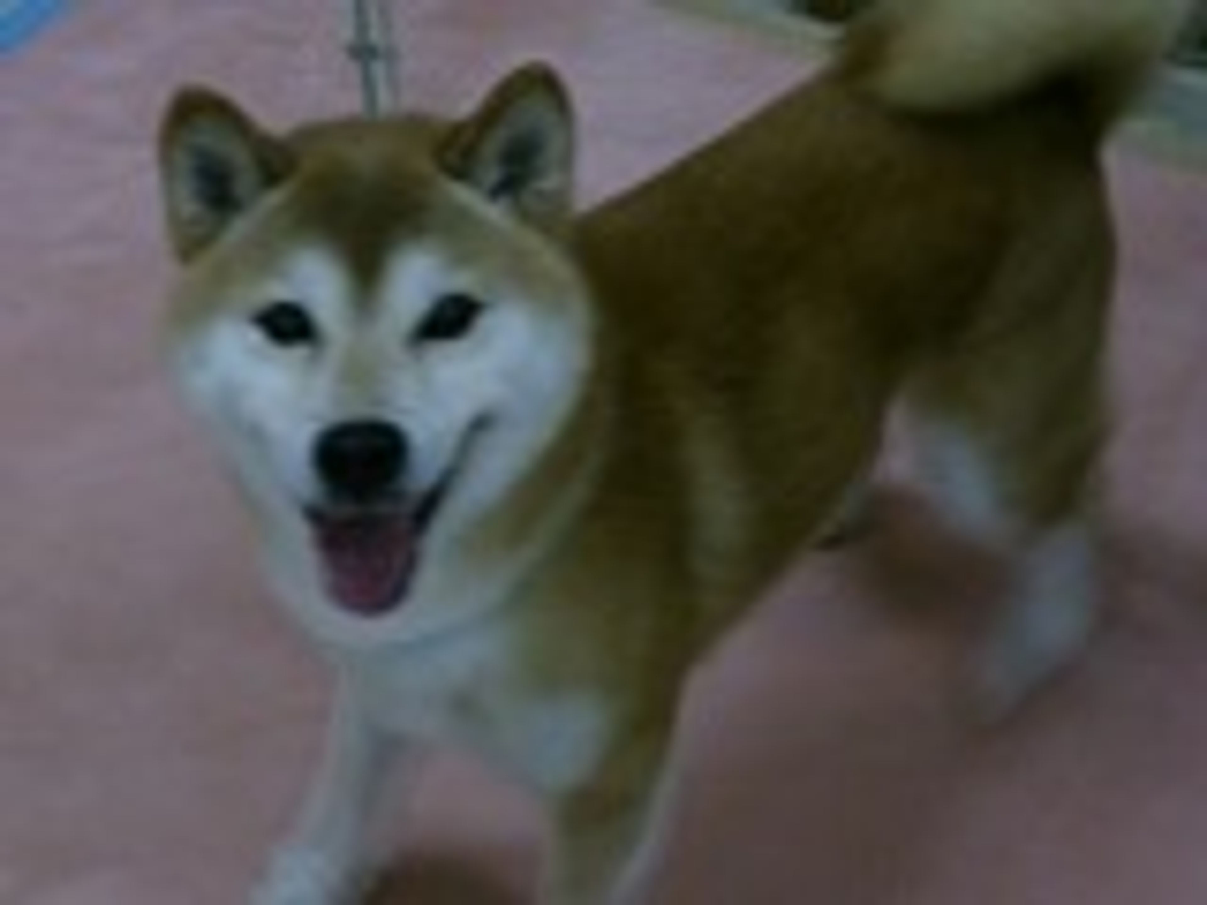 柴犬・オスの里親募集の写真