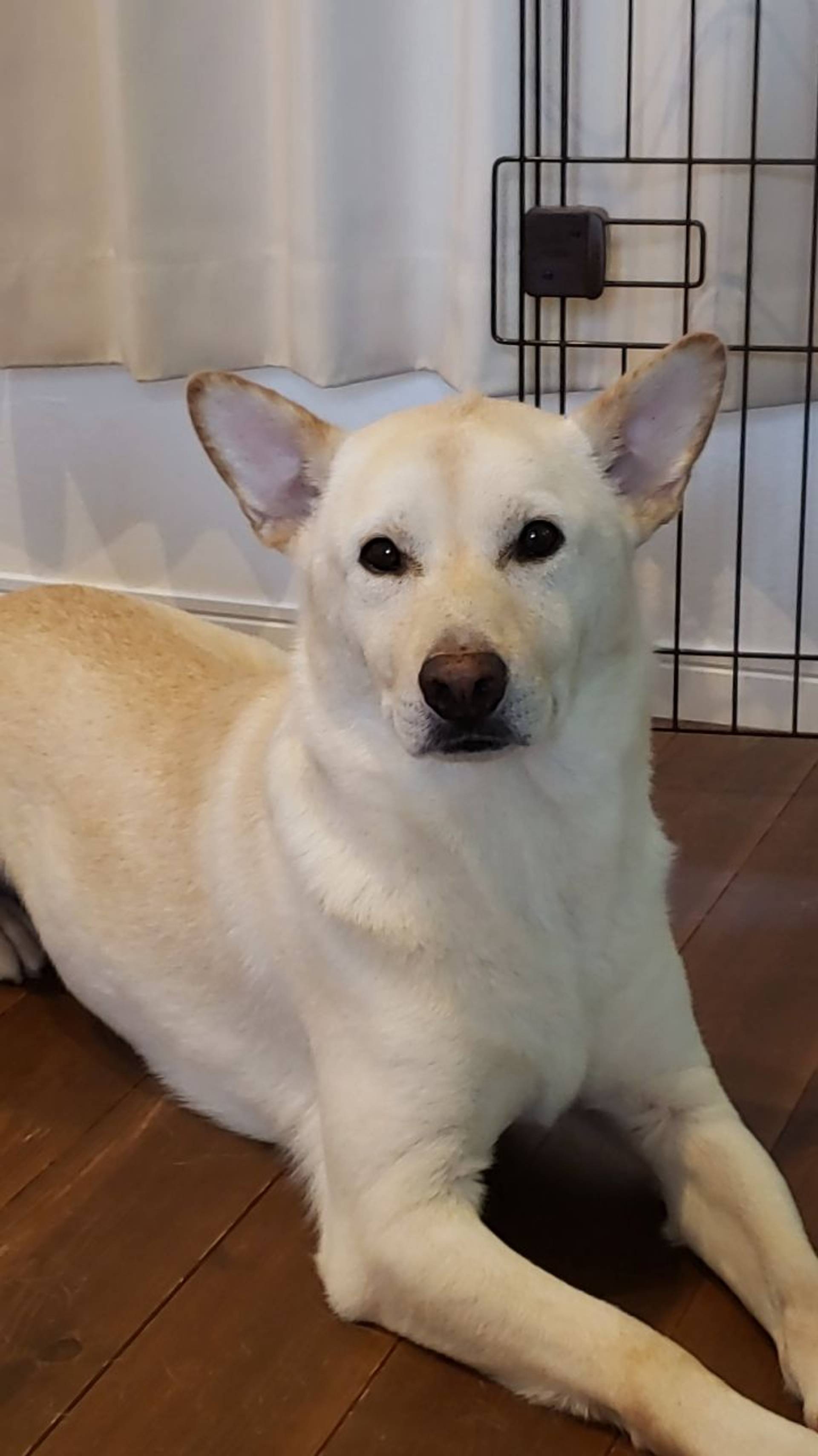 雑種（ミックス犬）・オスの里親募集の写真