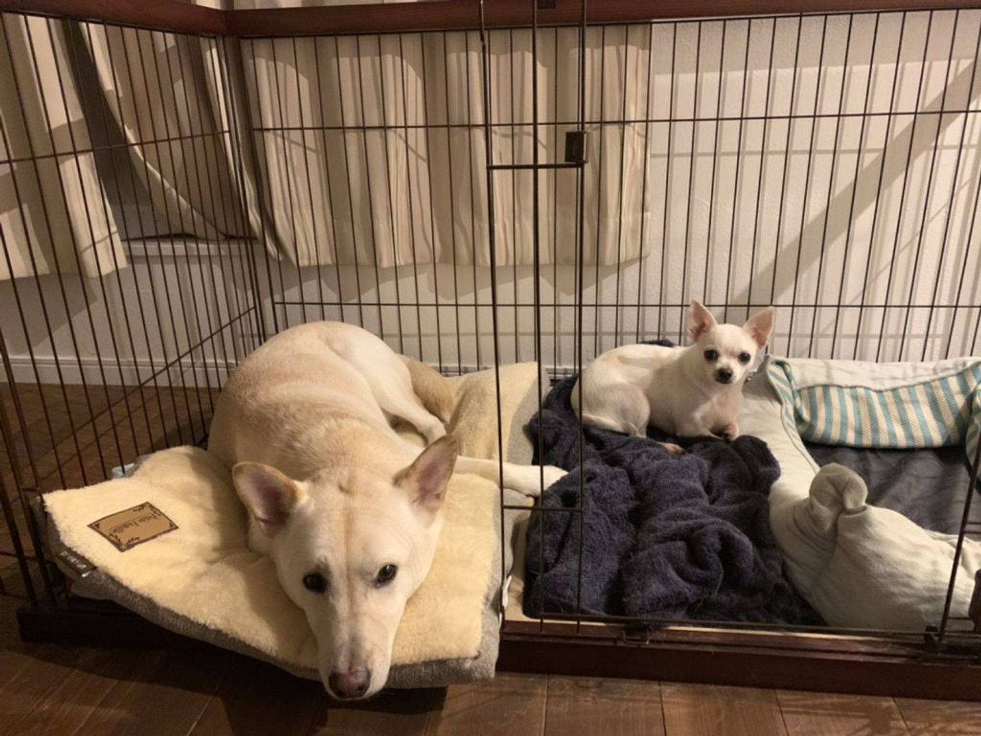 雑種（ミックス犬）・オスの里親募集の写真