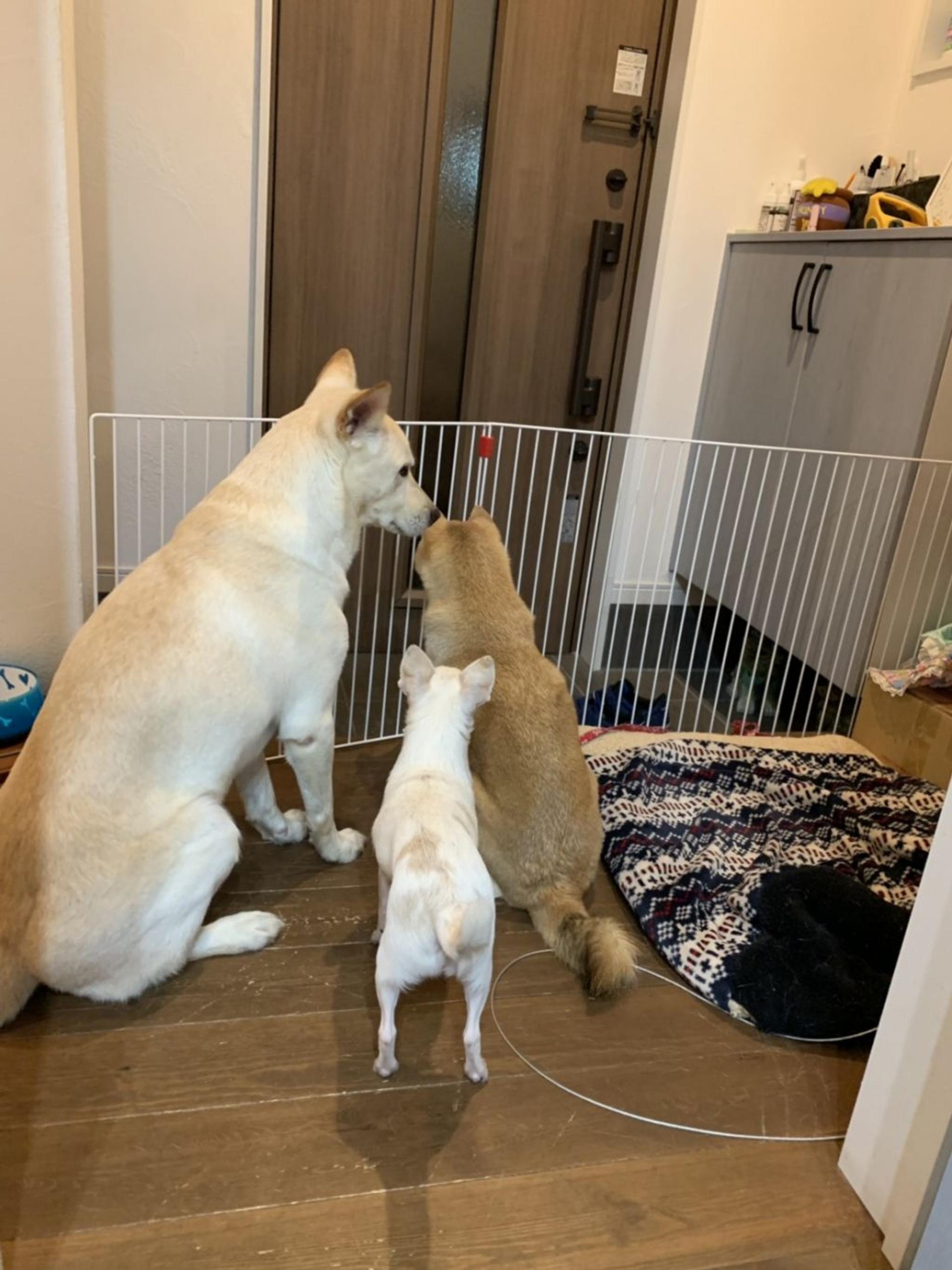 pet-image-3