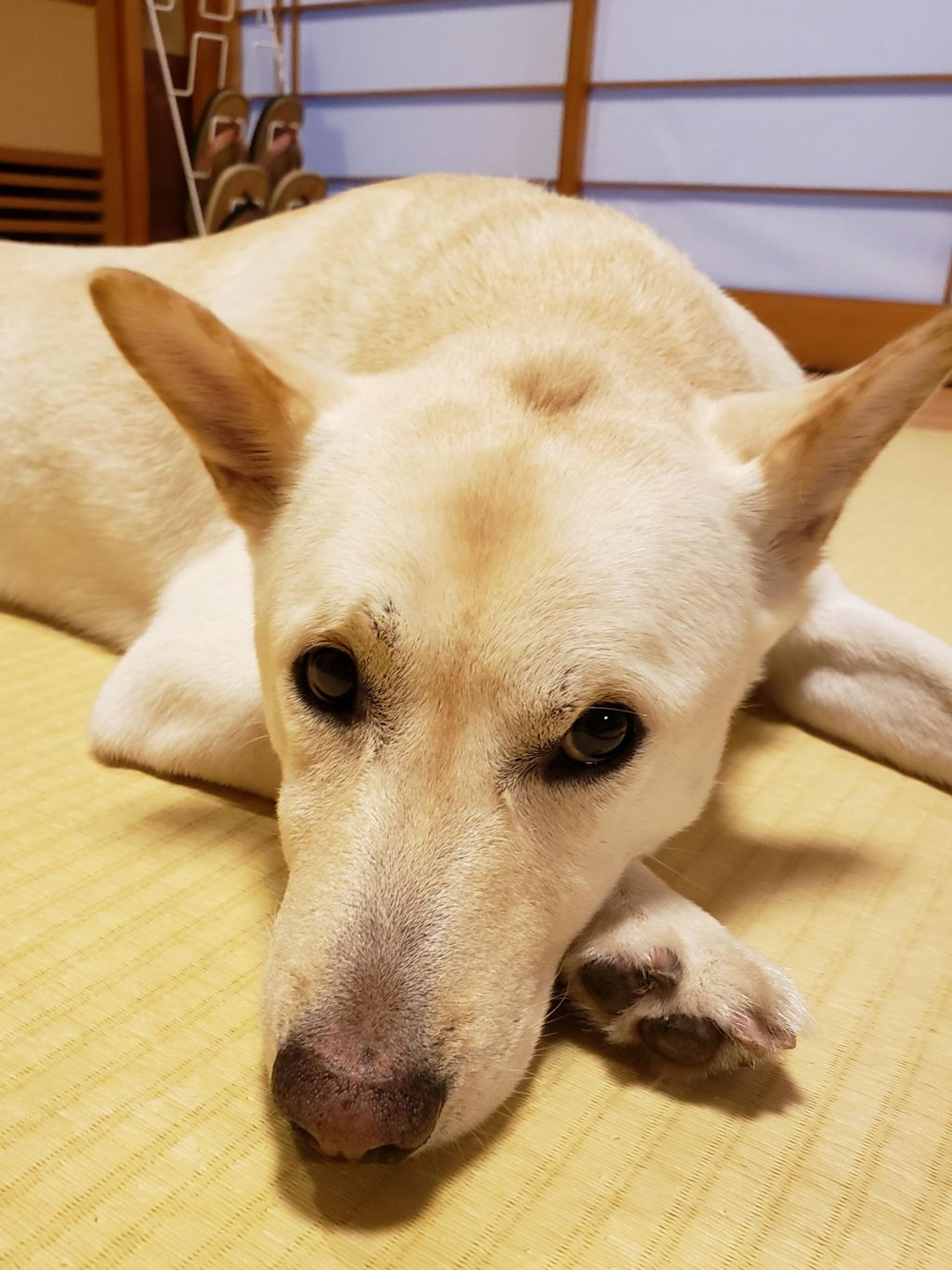 pet-image-6