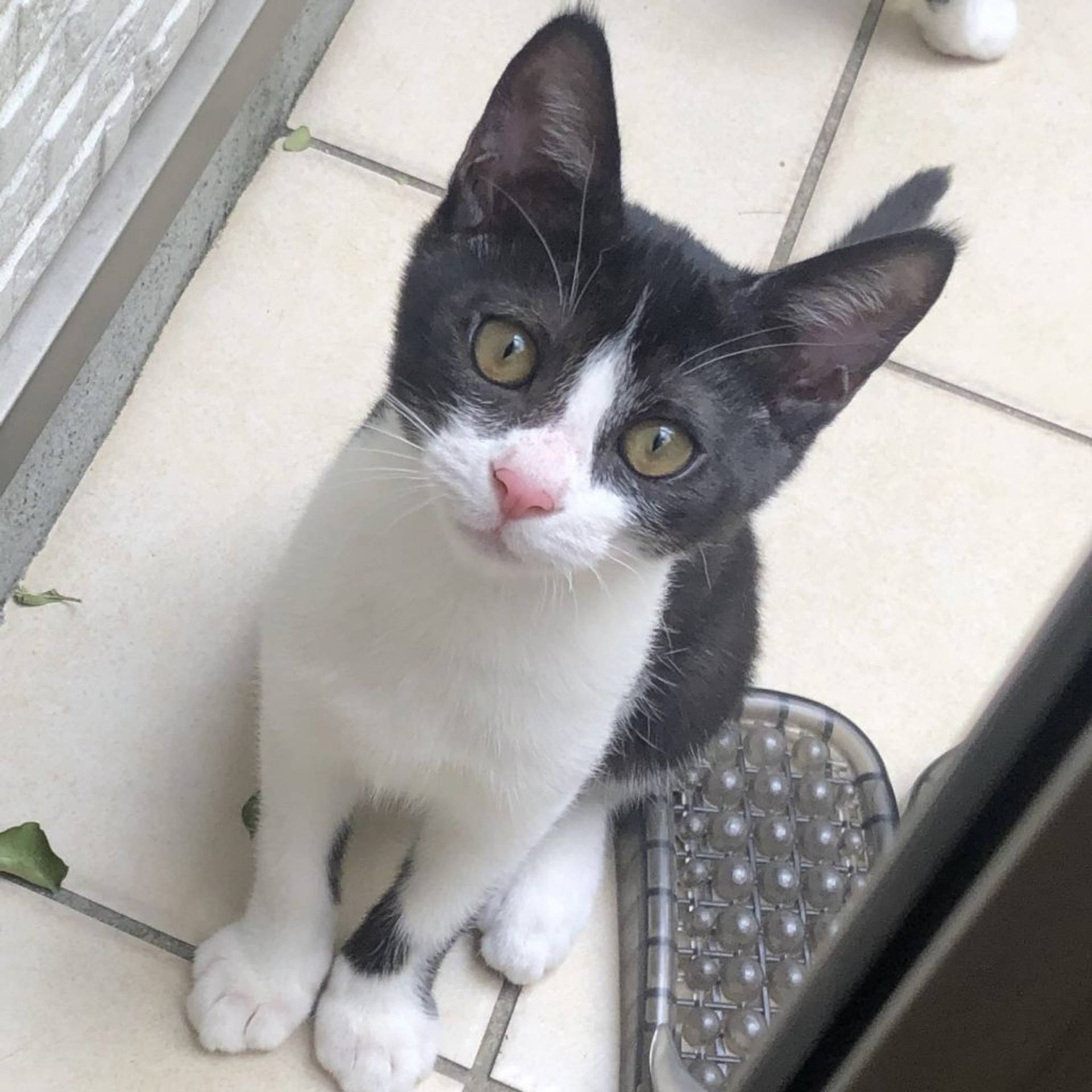 雑種（ミックス猫）・メスの里親募集の写真