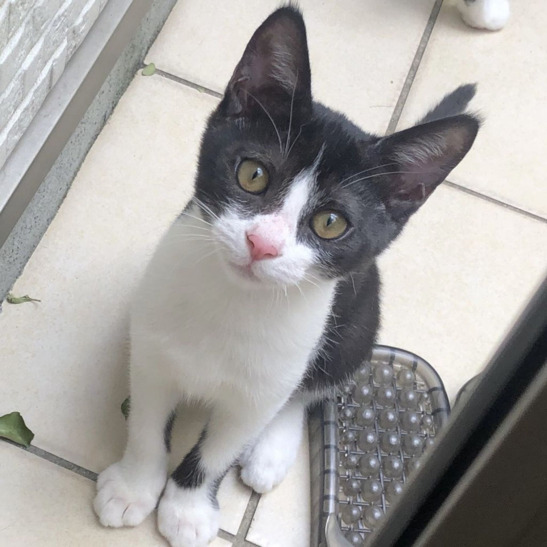 雑種（ミックス猫）・メスの里親募集の写真