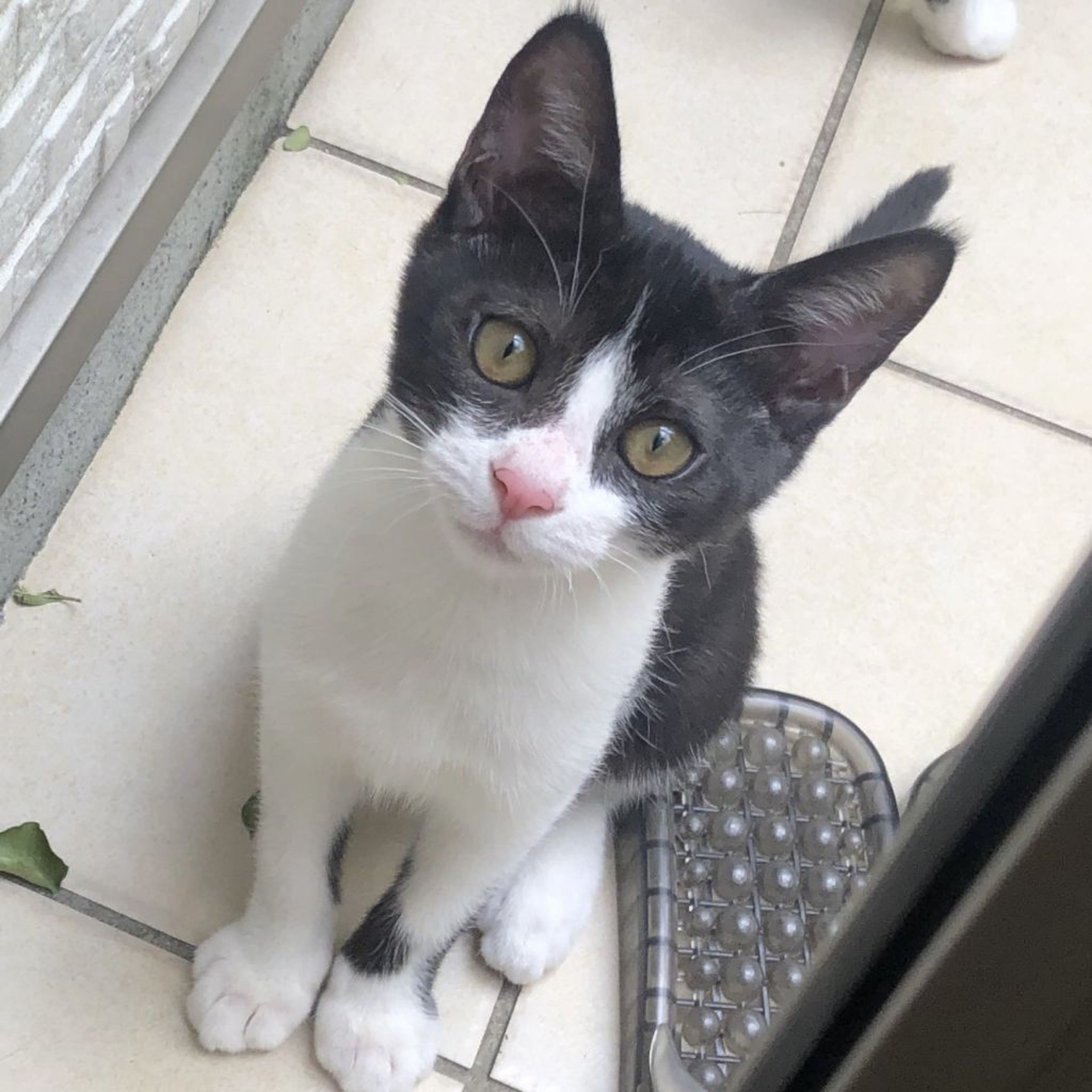 雑種（ミックス猫）・メスの里親募集の写真