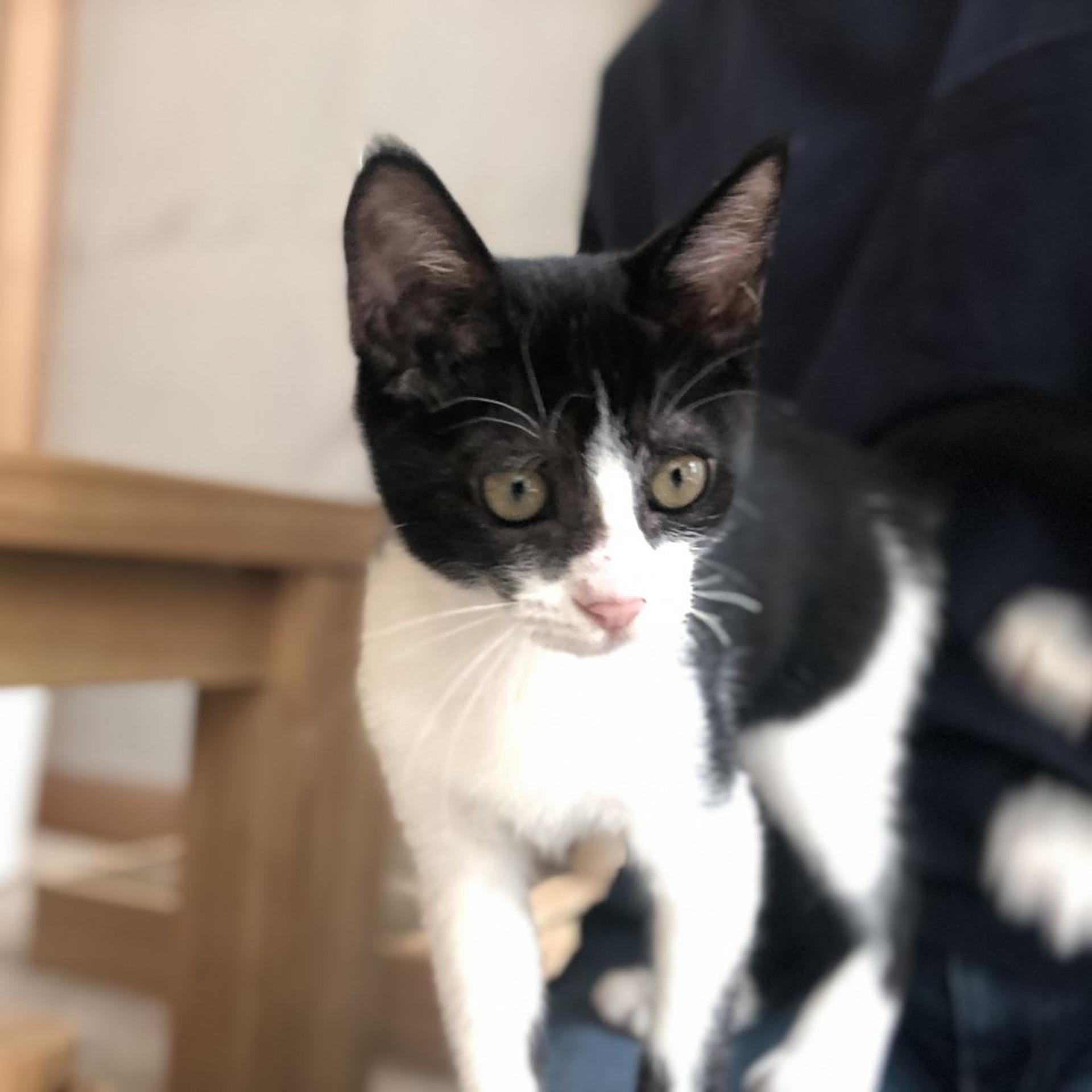 pet-image-2