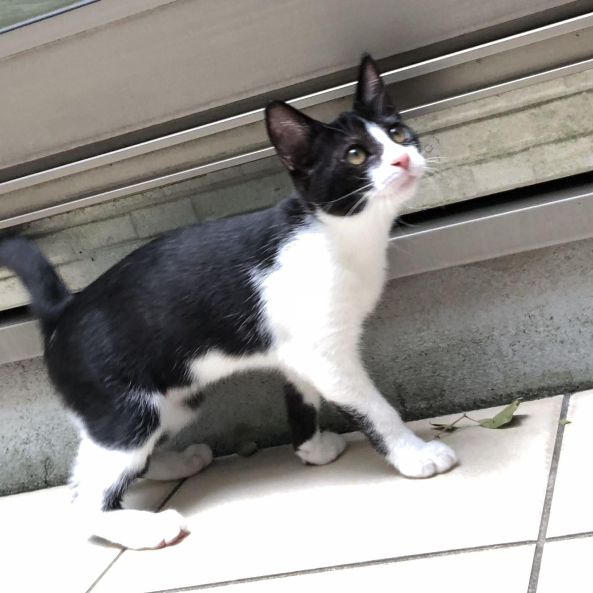 pet-image-3
