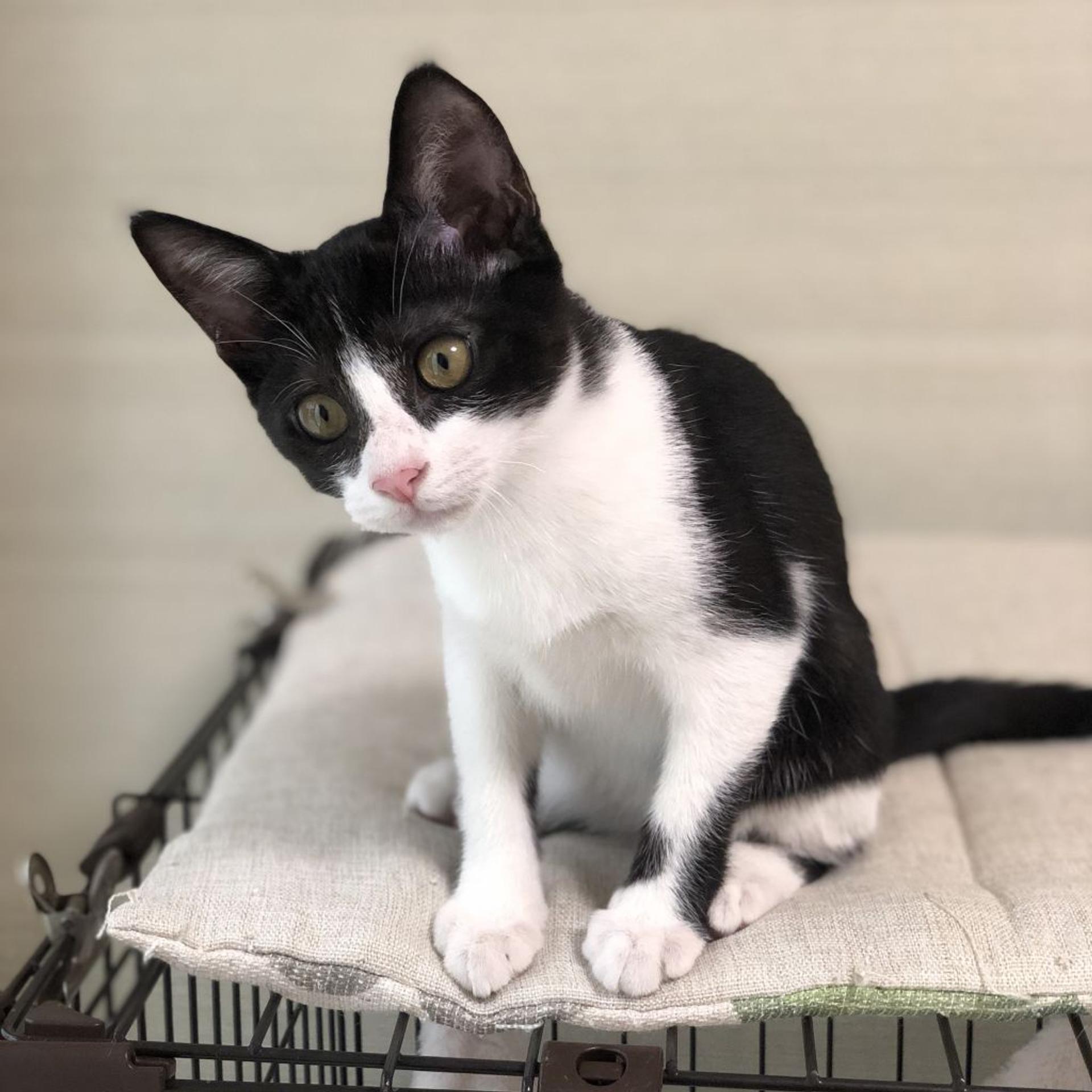 pet-image-4