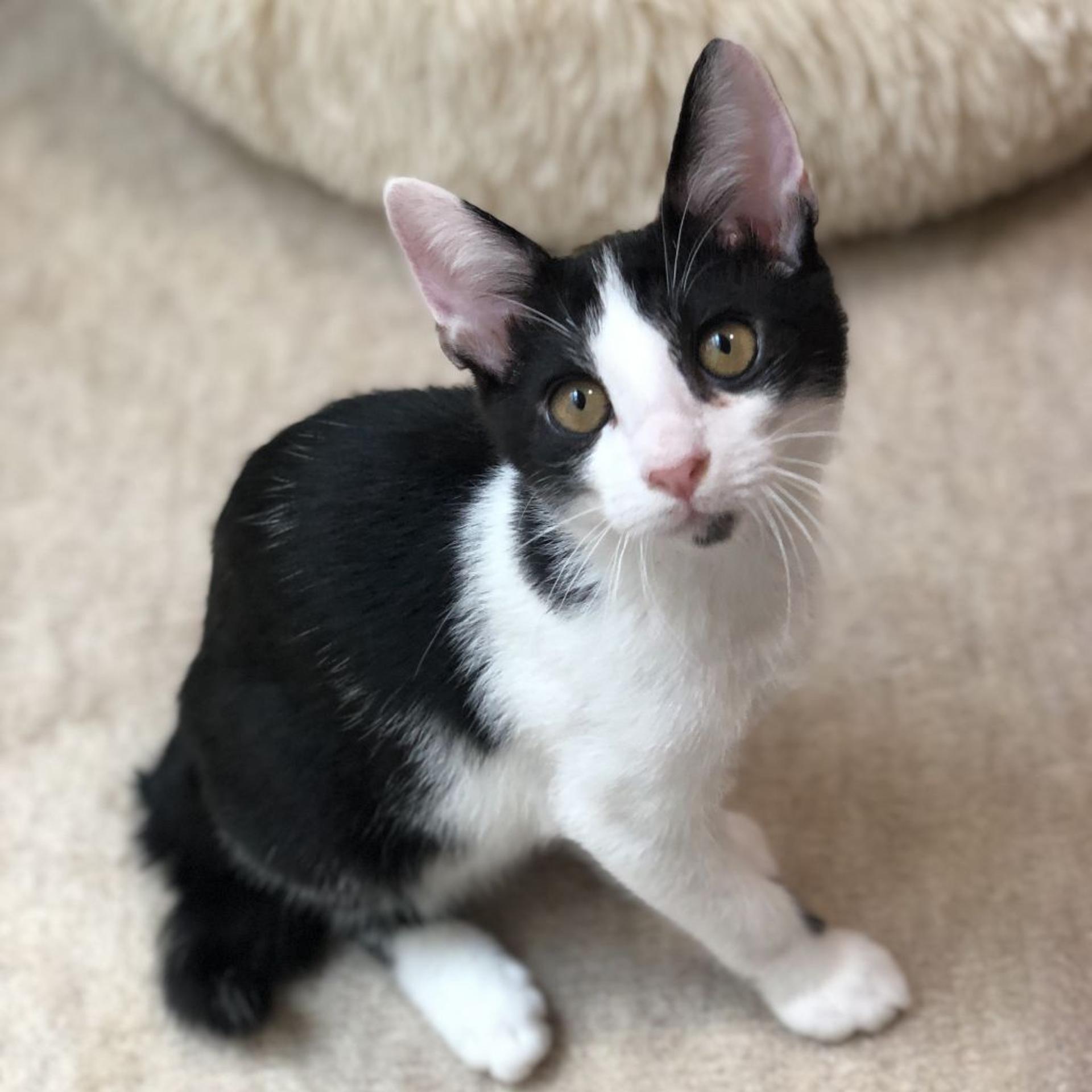 pet-image-8