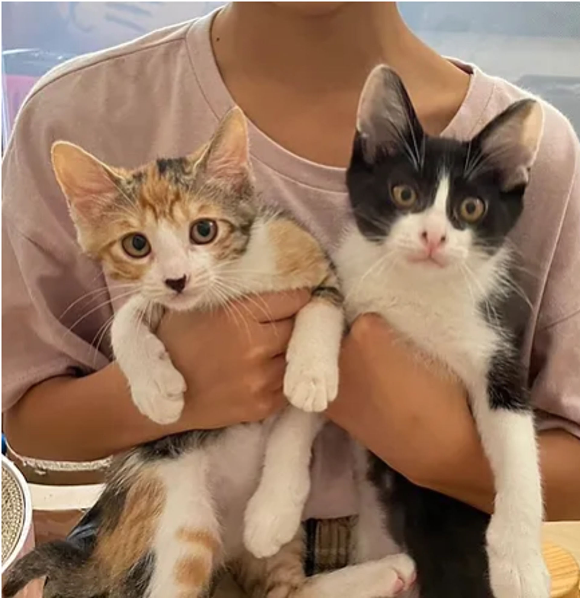 雑種（ミックス猫）・メスの里親募集の写真