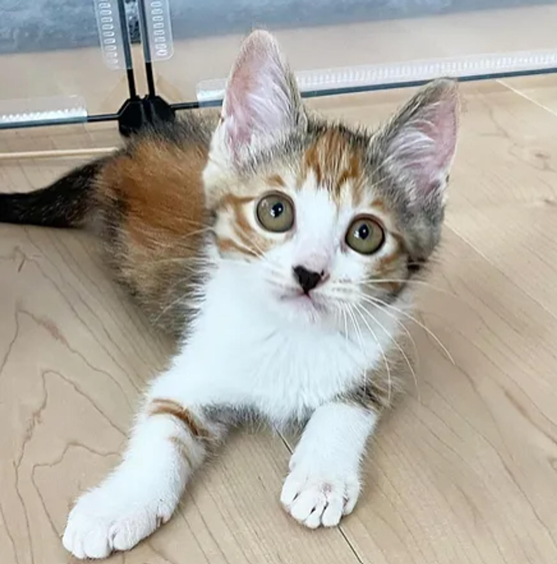 pet-image-6