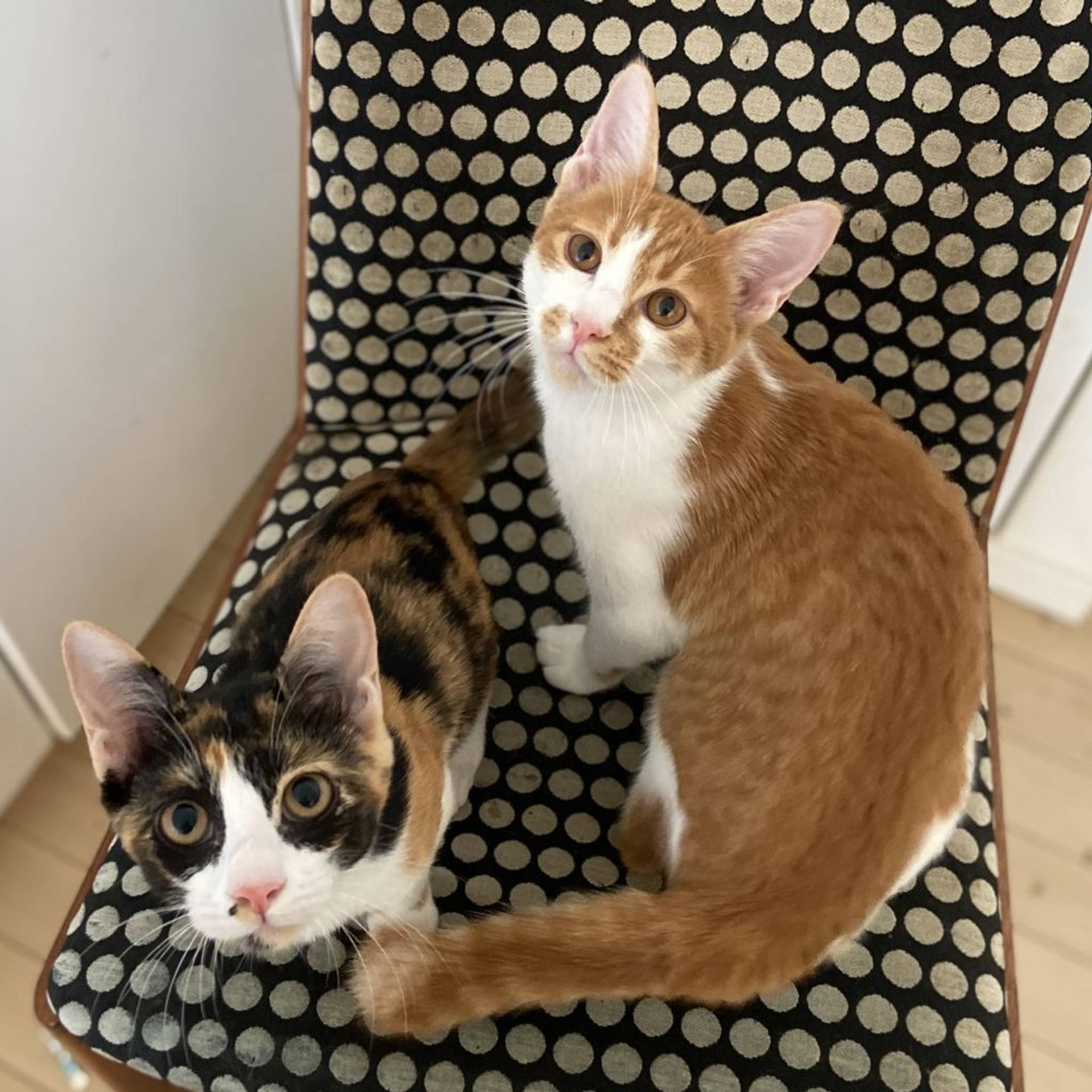 雑種（ミックス猫）・オスの里親募集の写真