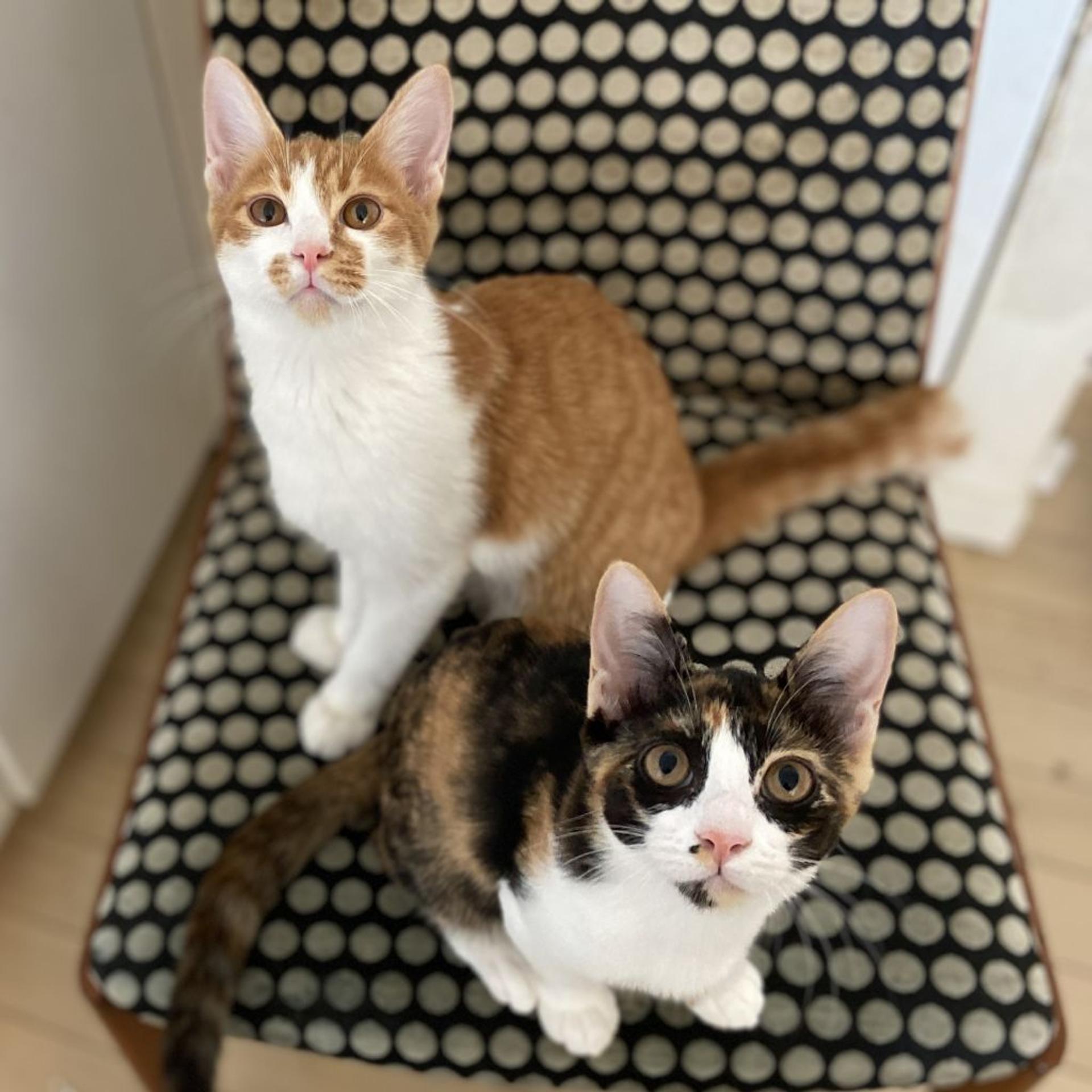 pet-image-3