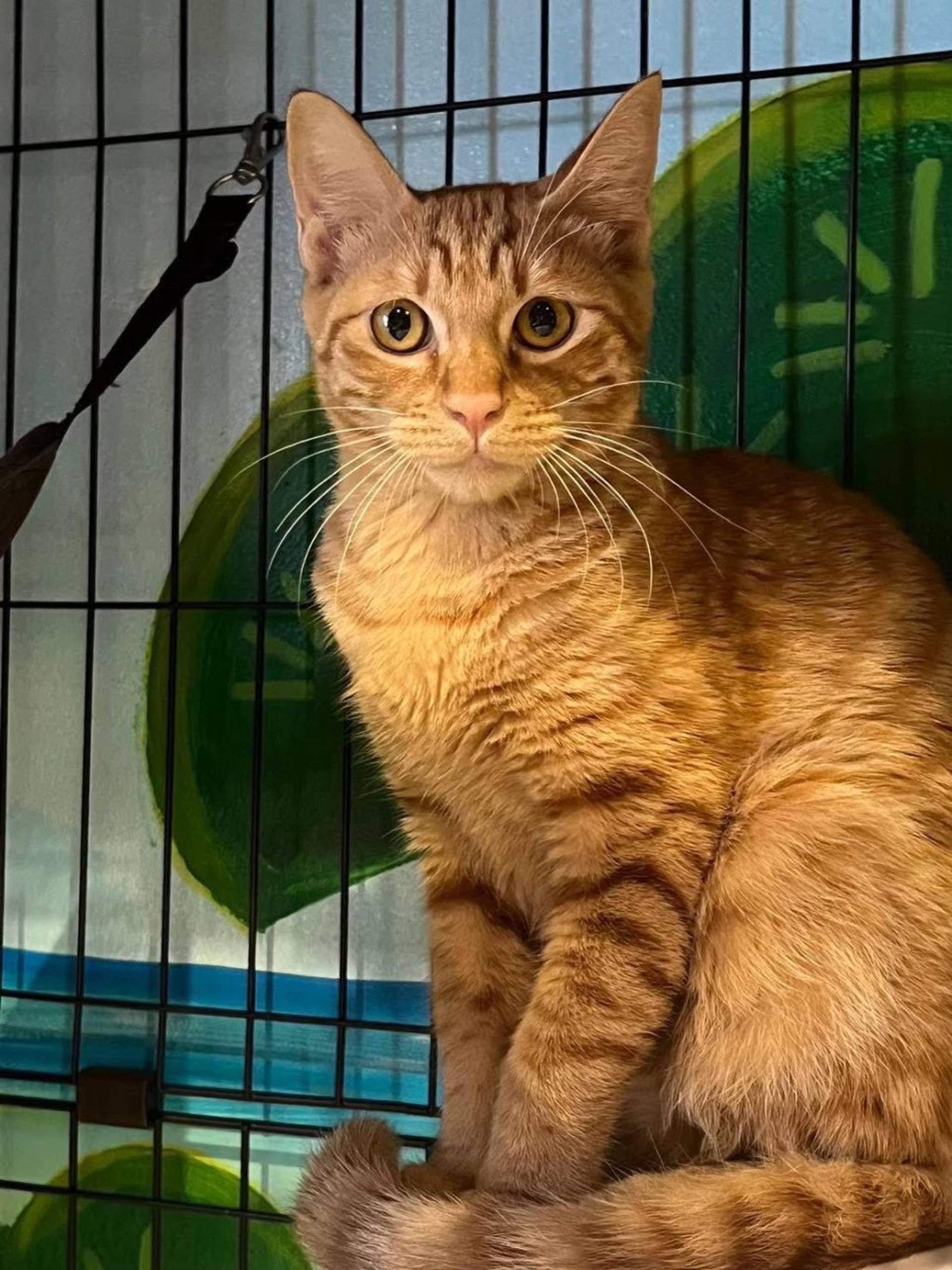 雑種（ミックス猫）・オスの里親募集の写真