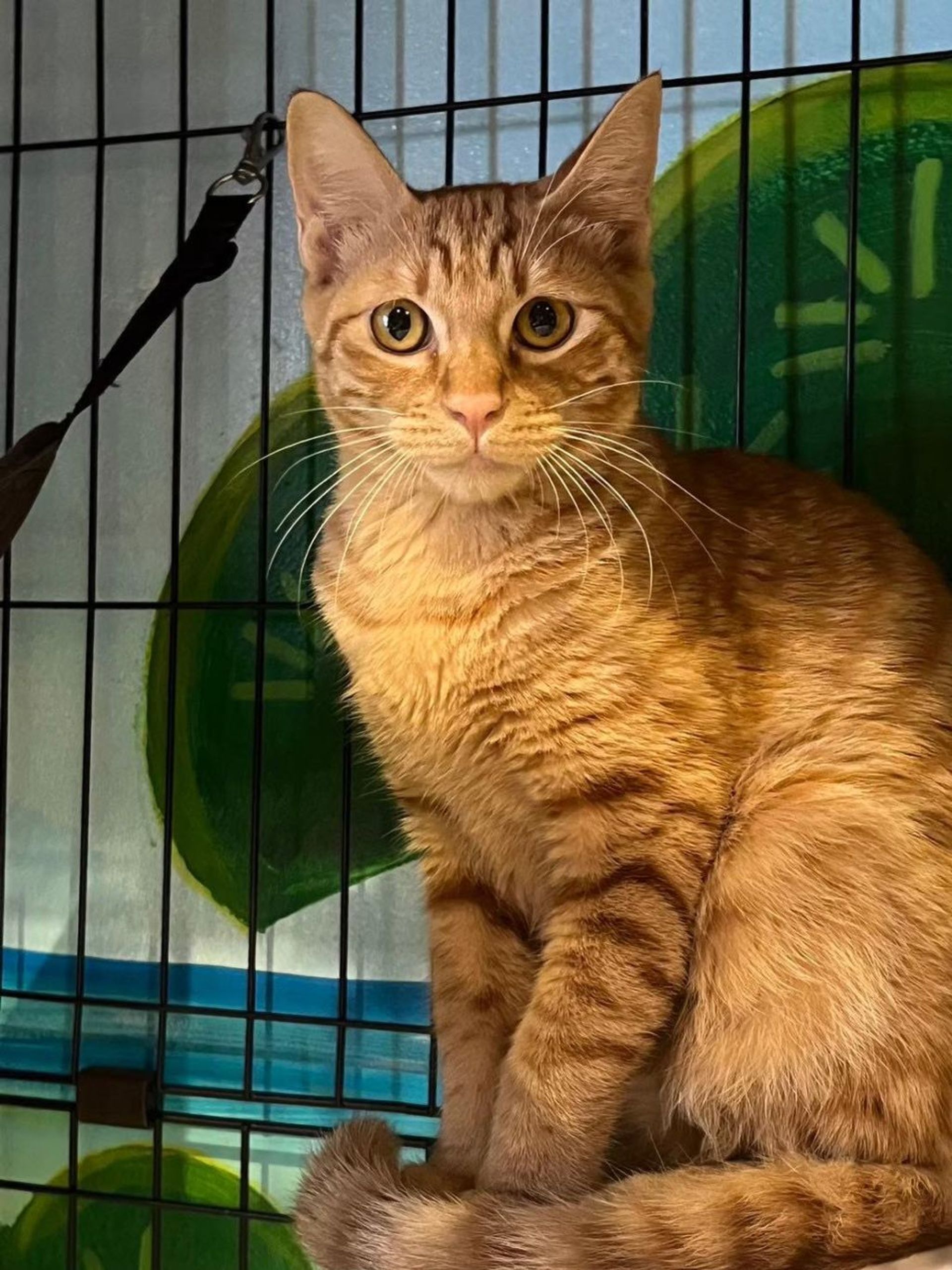 雑種（ミックス猫）・オスの里親募集の写真