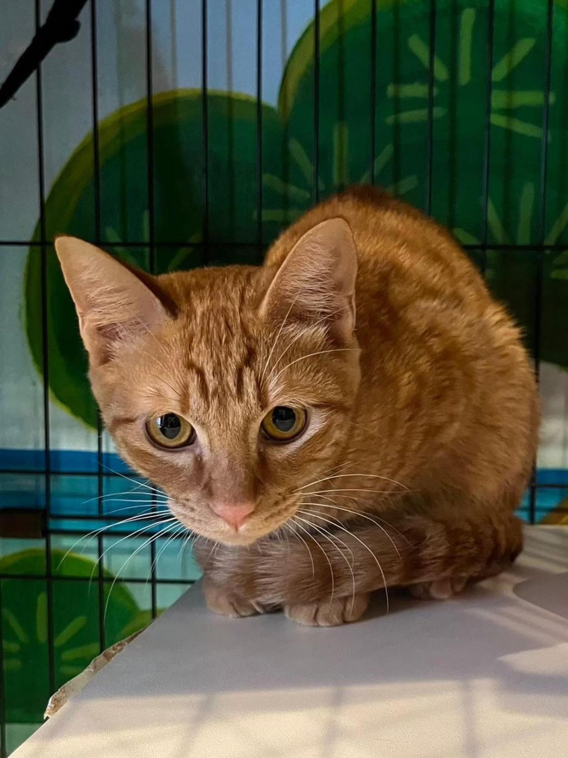 pet-image-3
