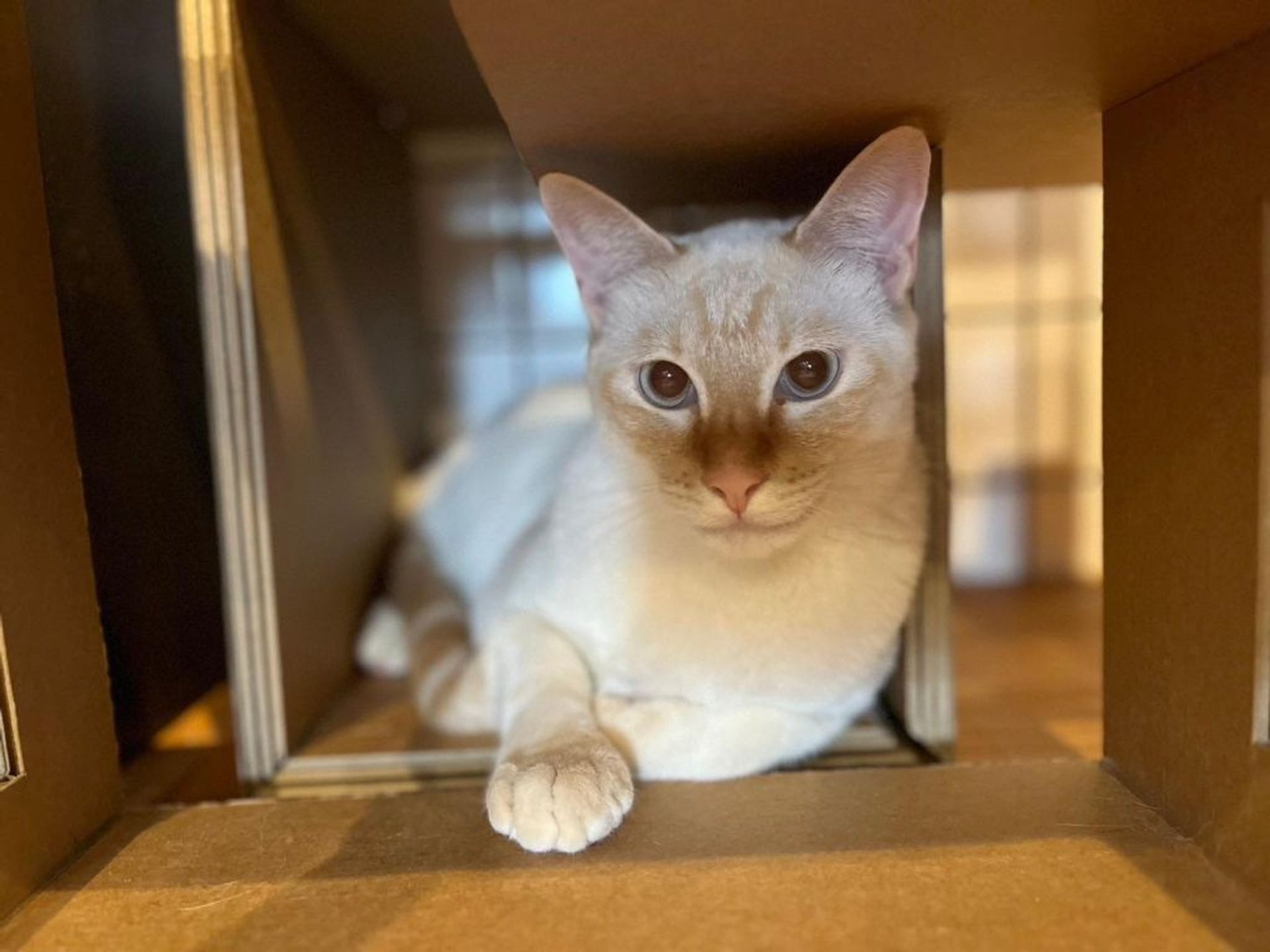 雑種（ミックス猫）・オスの里親募集の写真