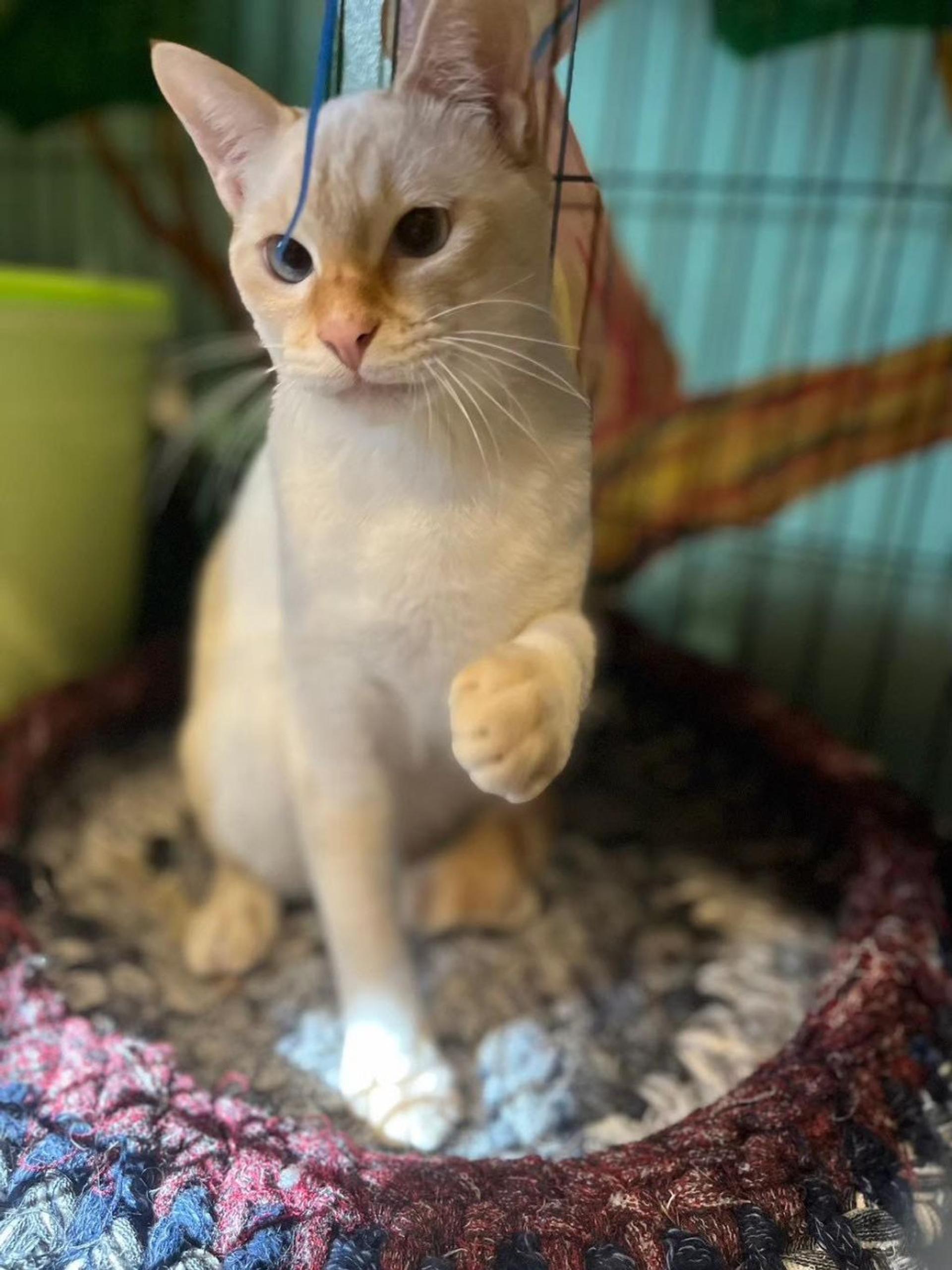 pet-image-2
