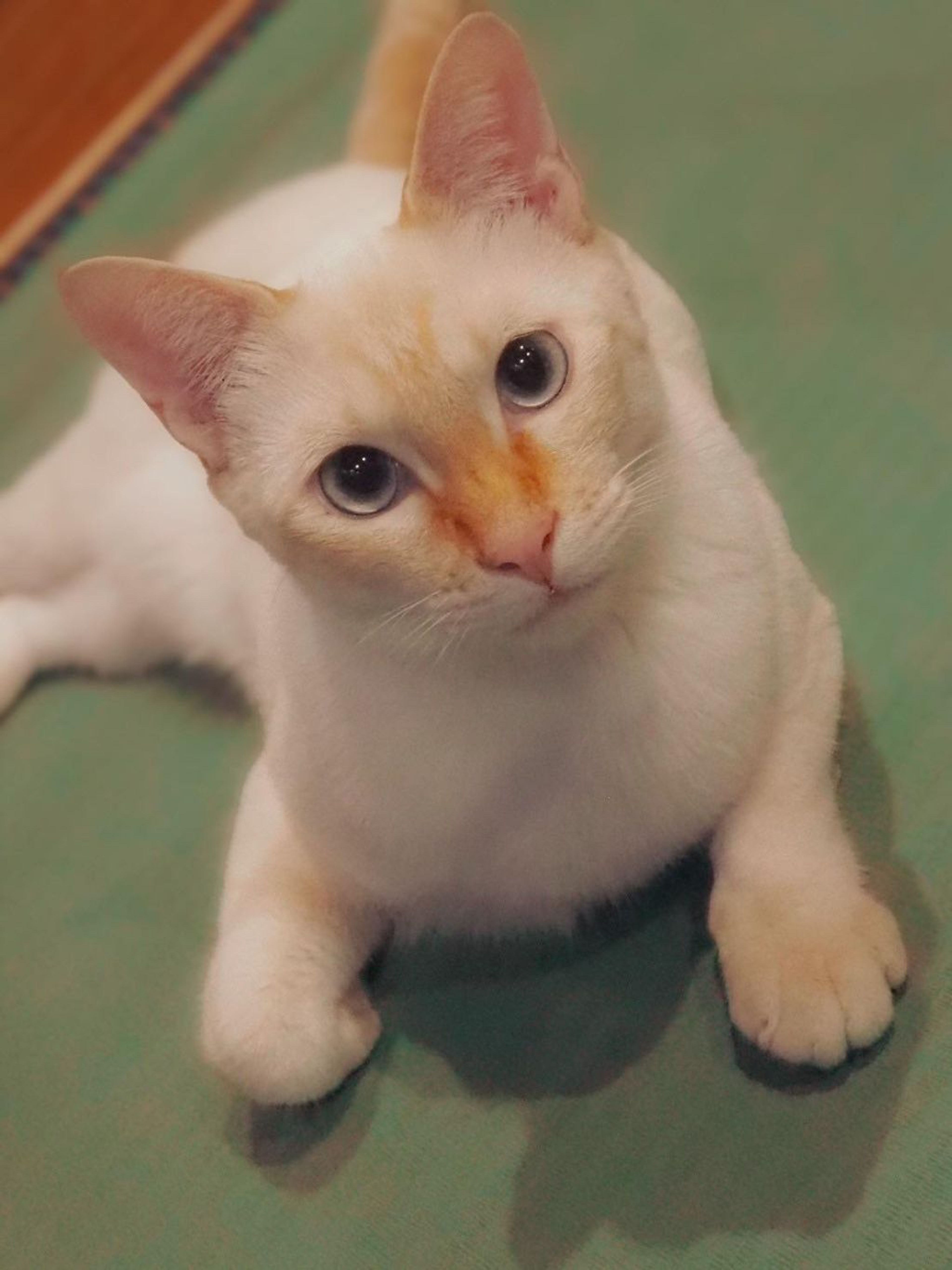 pet-image-3