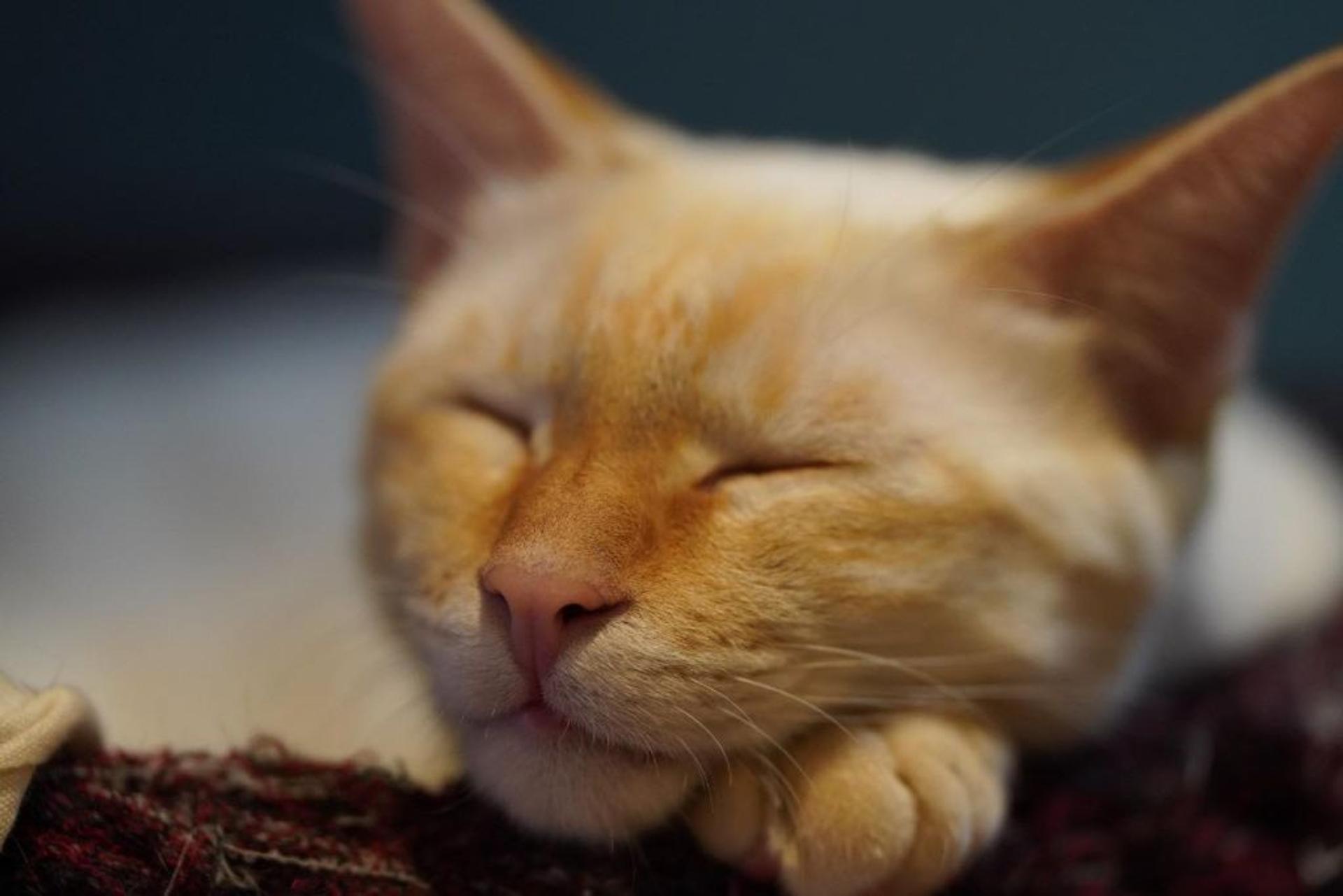 pet-image-4