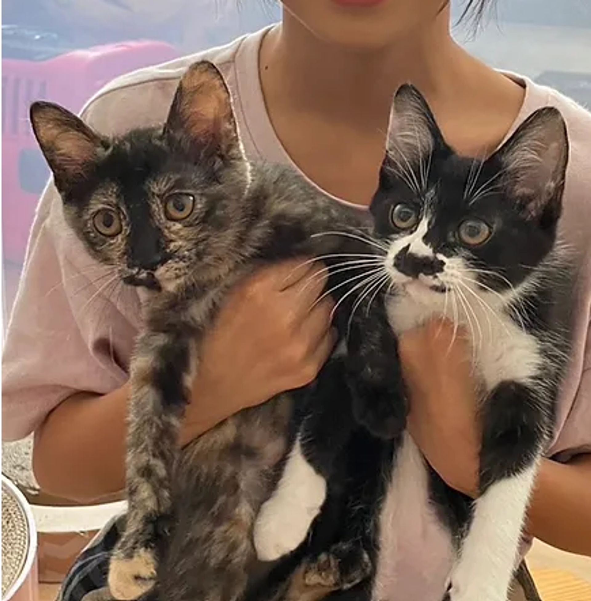 雑種（ミックス猫）・メスの里親募集の写真