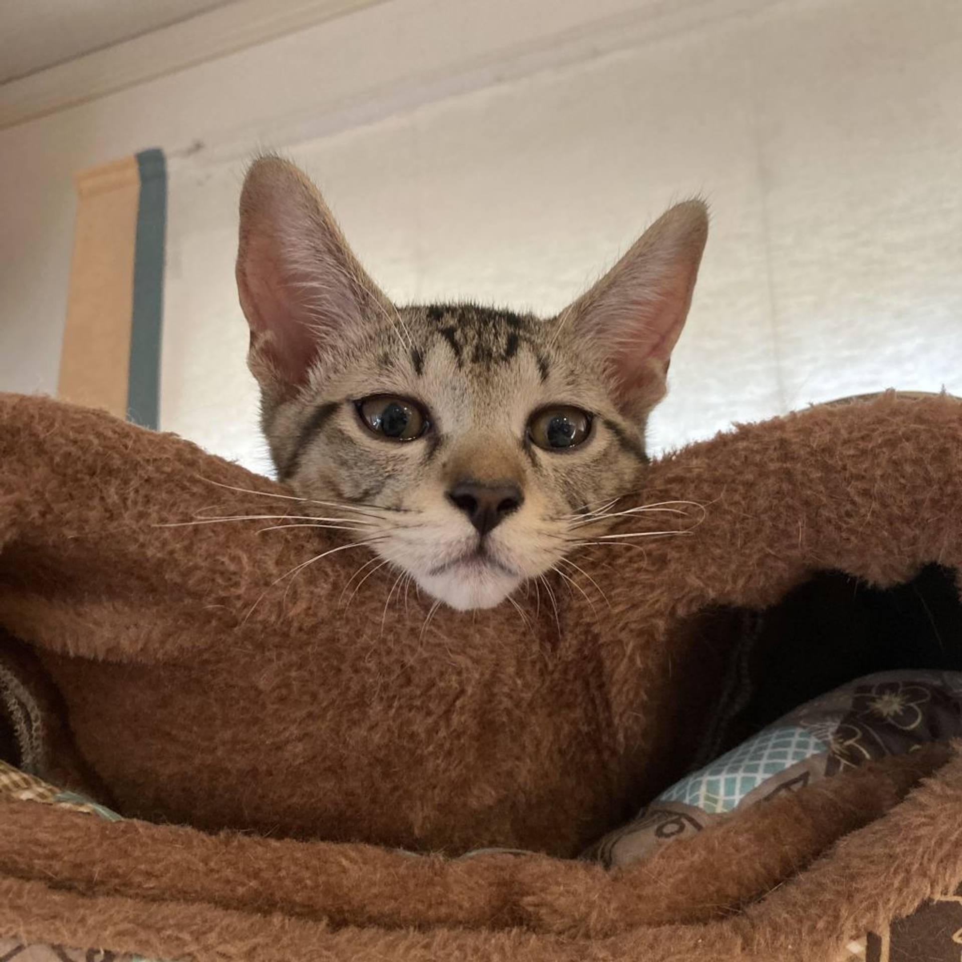 雑種（ミックス猫）・オスの里親募集の写真