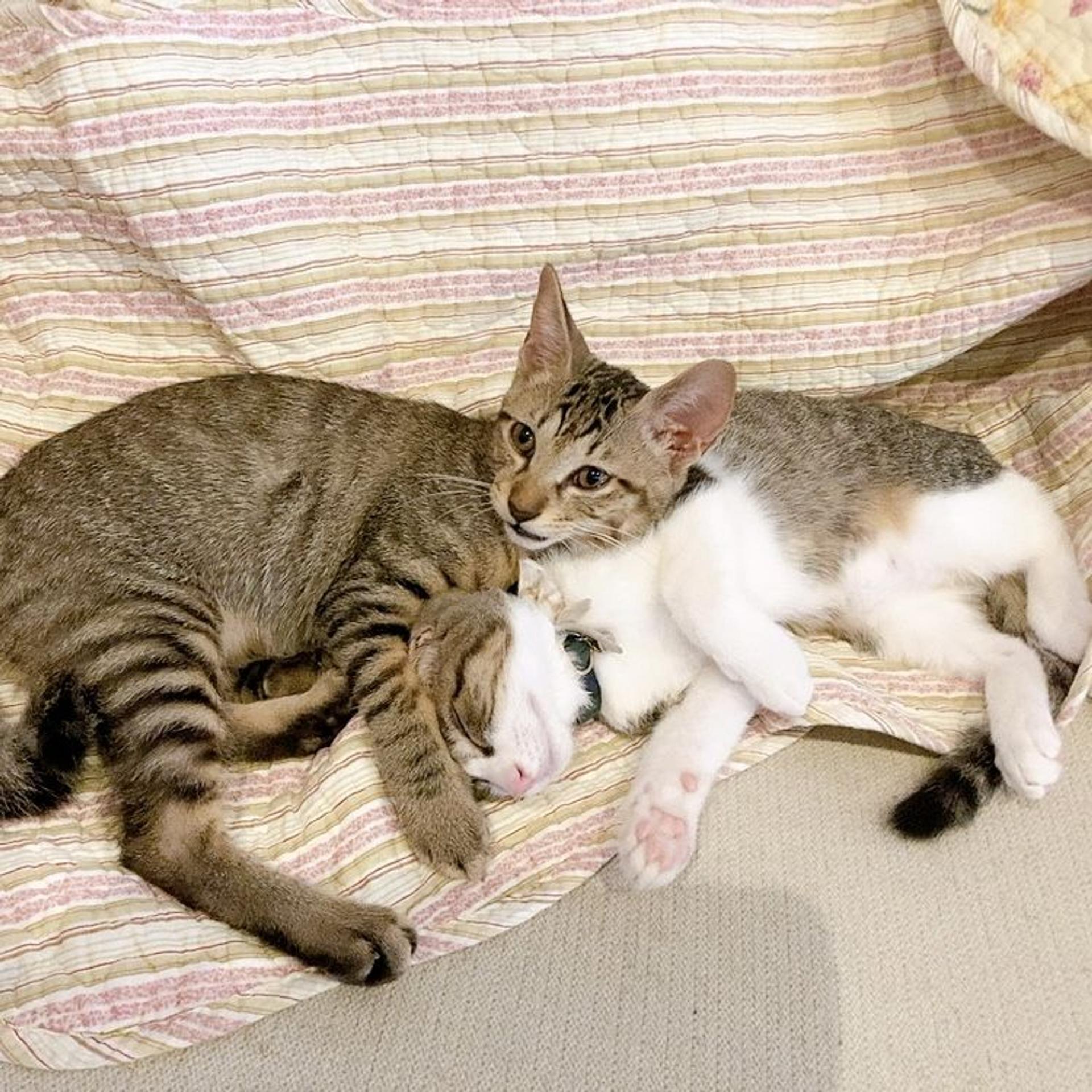 pet-image-4