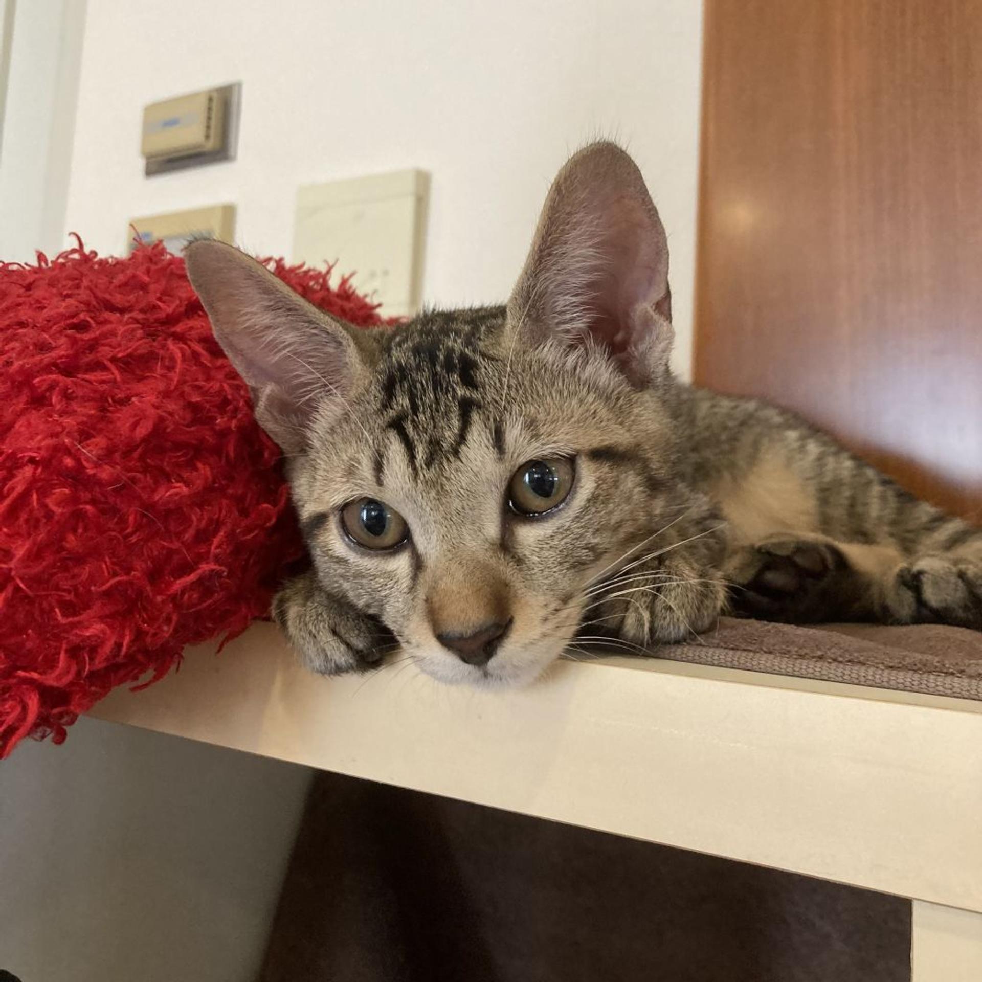 pet-image-2