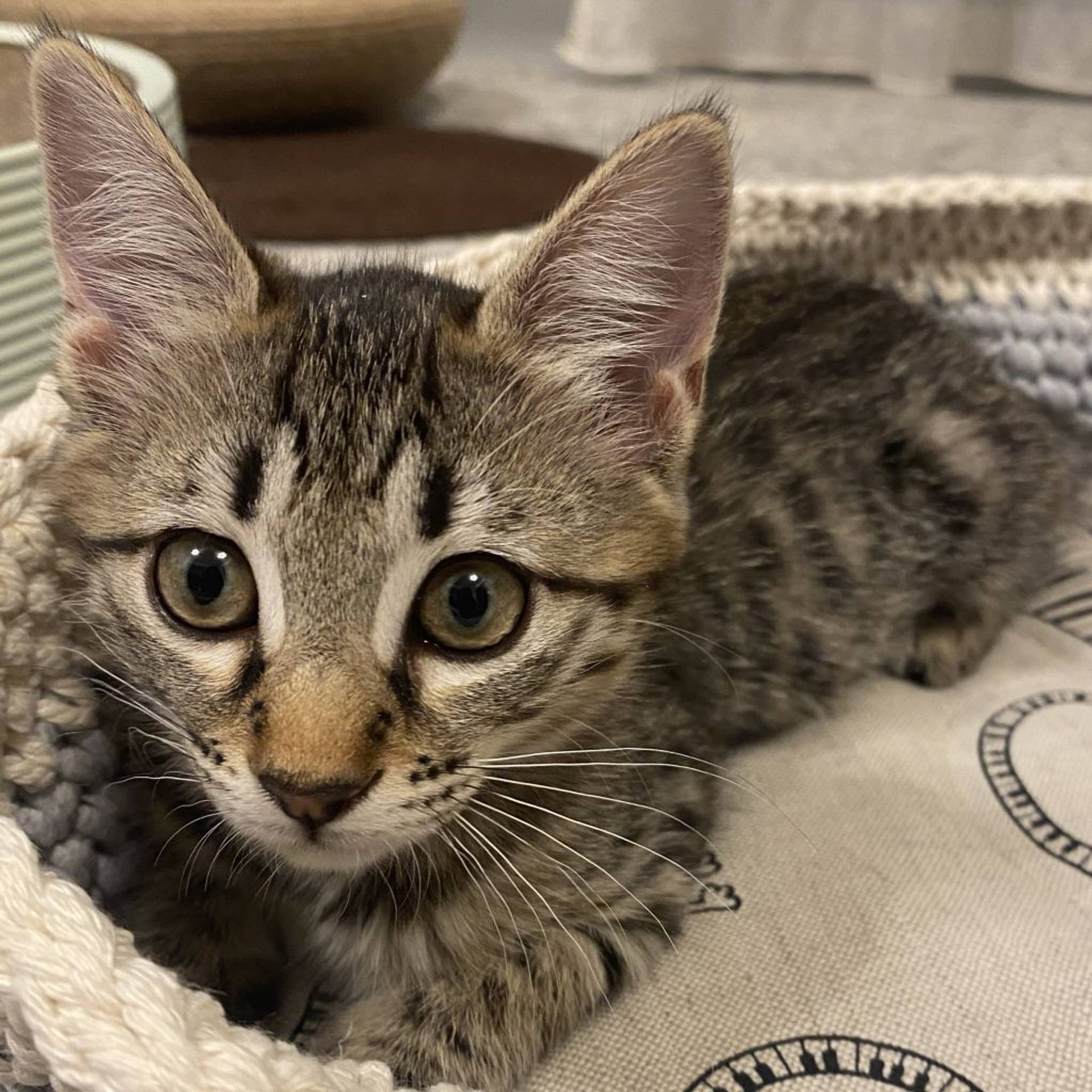 雑種（ミックス猫）・メスの里親募集の写真