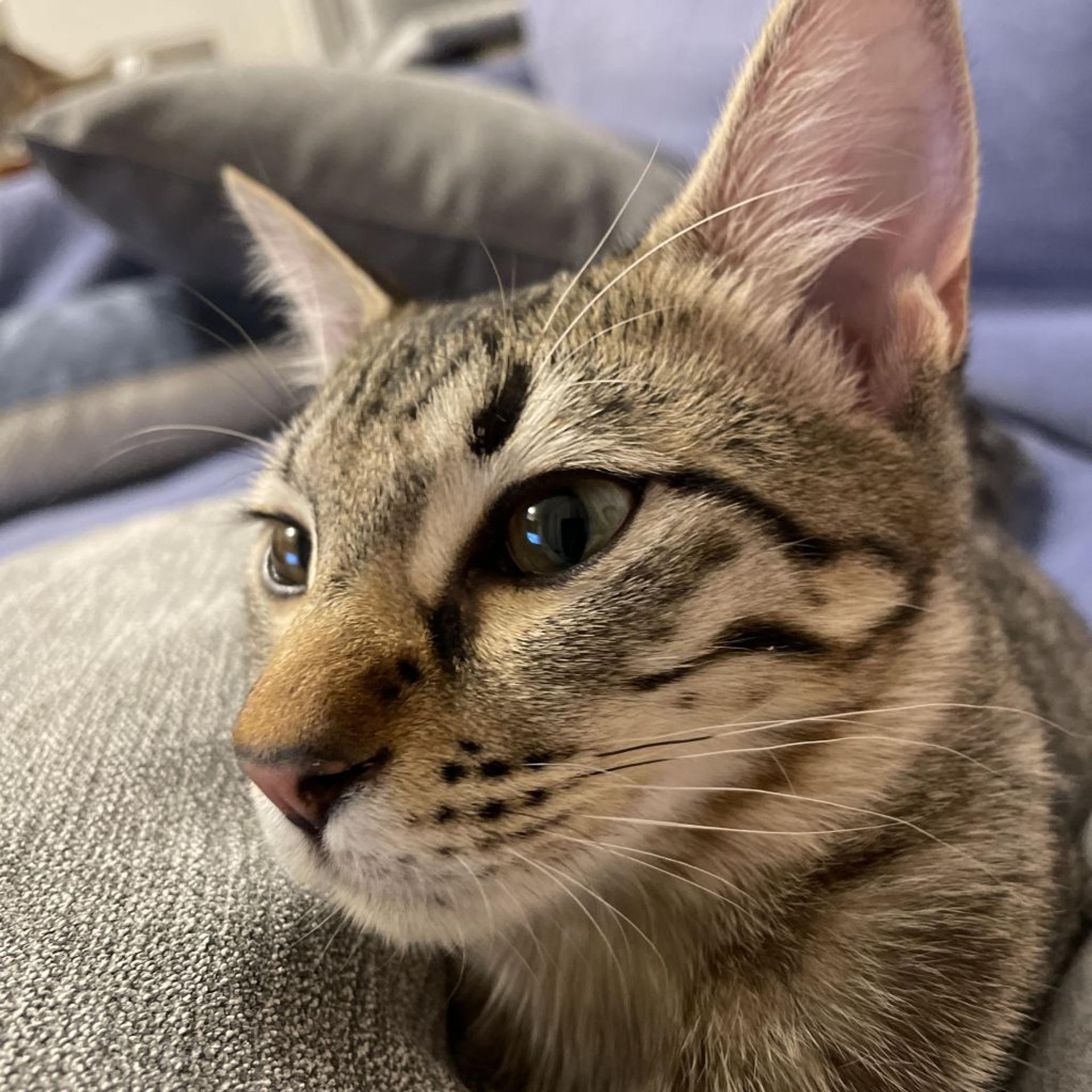 pet-image-3