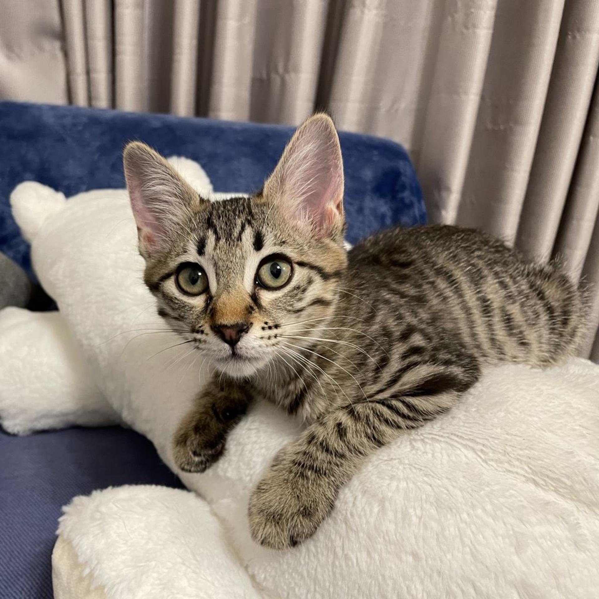 pet-image-4