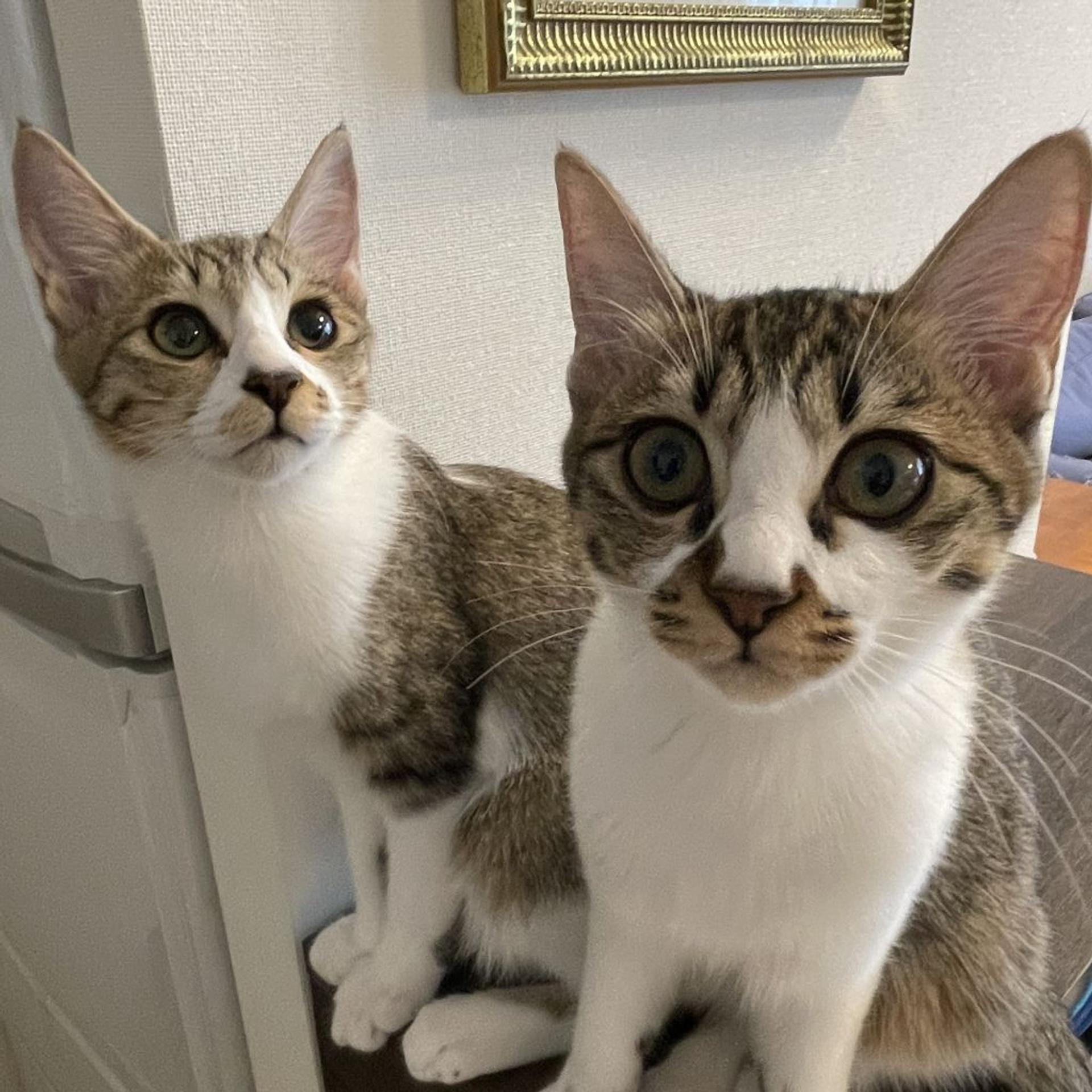 pet-image-8